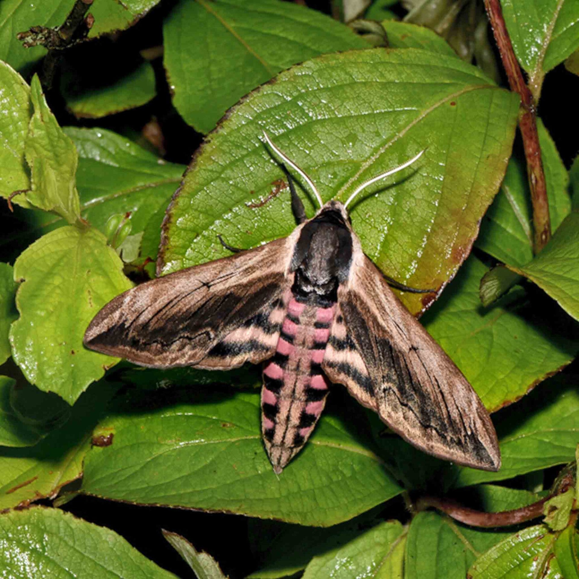 wir flattern auf heimische nachtfalter tagfalter raupen nahrungspflanzen österreich petra urbanek inge biller sabine gasparitz wirflatternauf bugs-team