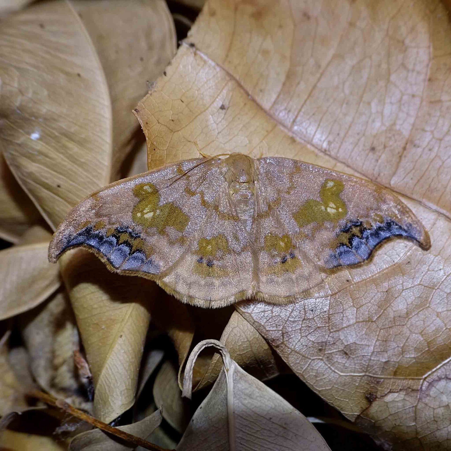 Eulenspinner, Sichelflügler Drepanidae wir flattern auf heimische nachtfalter tagfalter raupen nahrungspflanzen österreich petra urbanek inge biller sabine gasparitz wirflatternauf bugs-team