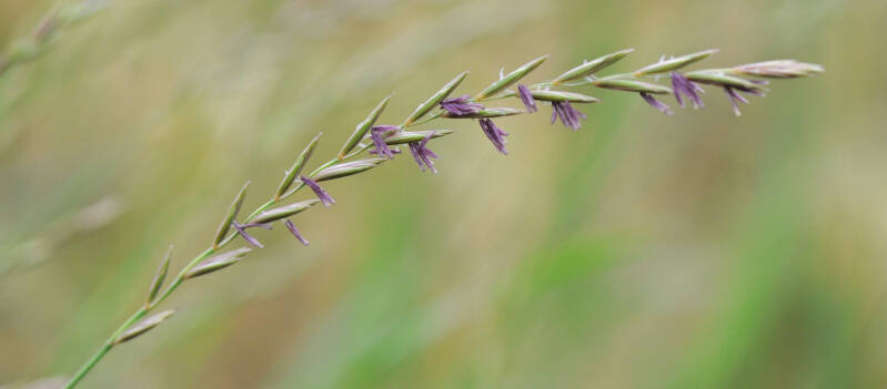 wir flattern auf heimische nachtfalter tagfalter raupen nahrungspflanzen österreich petra urbanek inge biller sabine gasparitz wirflatternauf bugs-team
