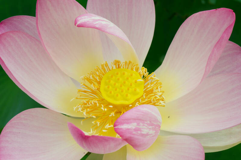 Lotusblüte / Botanischer Garten