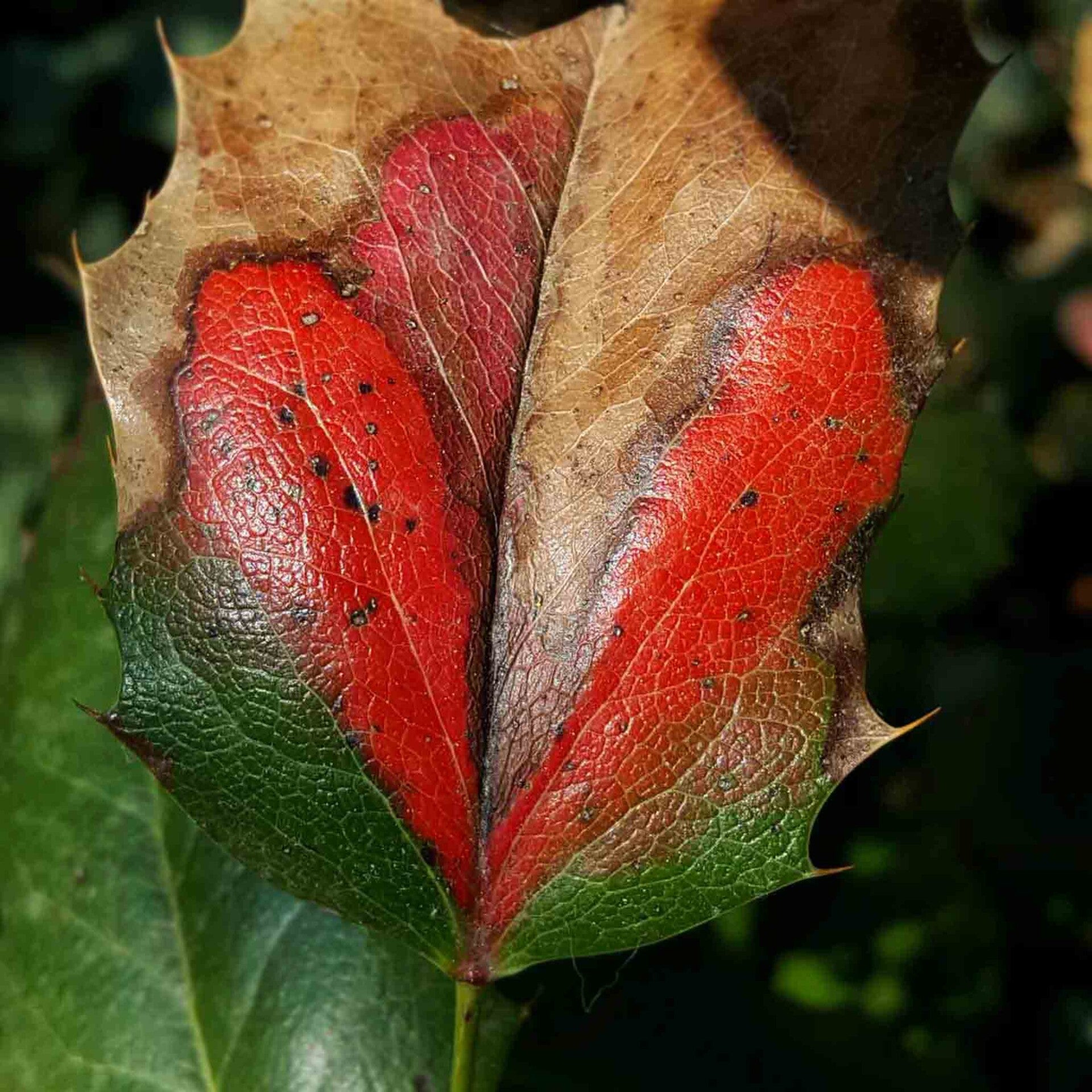wir flattern auf heimische nachtfalter tagfalter raupen nahrungspflanzen österreich petra urbanek inge biller sabine gasparitz wirflatternauf bugs-team