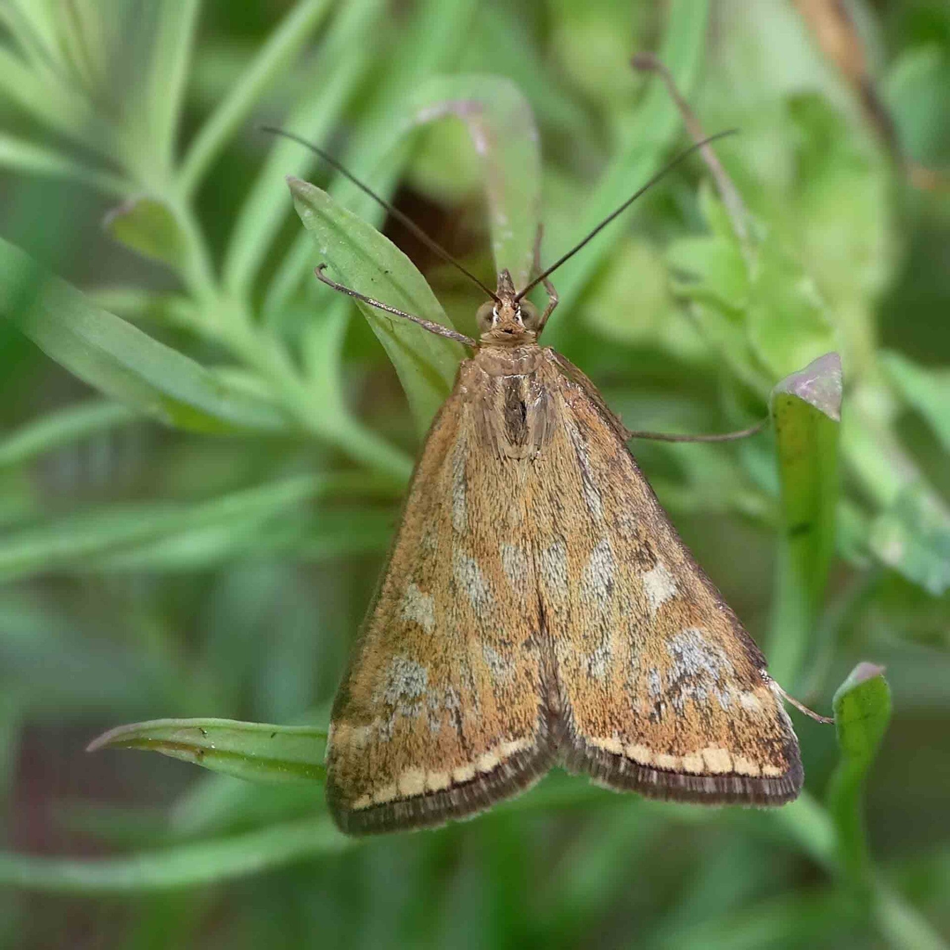 wir flattern auf heimische nachtfalter tagfalter raupen nahrungspflanzen österreich petra urbanek inge biller sabine gasparitz wirflatternauf bugs-team