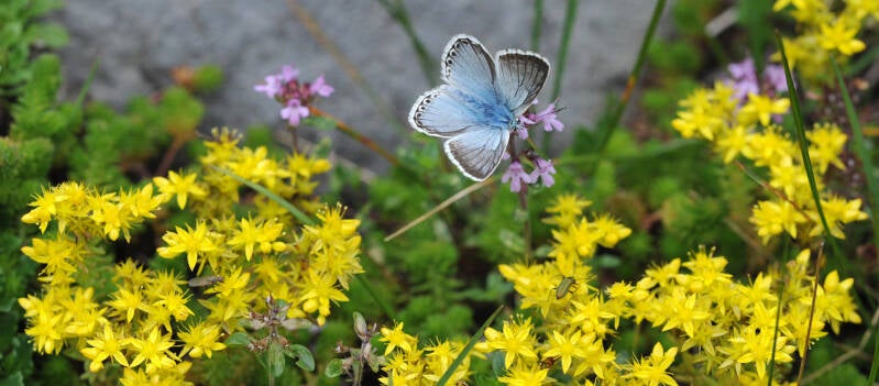 wir flattern auf heimische nachtfalter tagfalter raupen nahrungspflanzen österreich petra urbanek inge biller sabine gasparitz wirflatternauf bugs-team