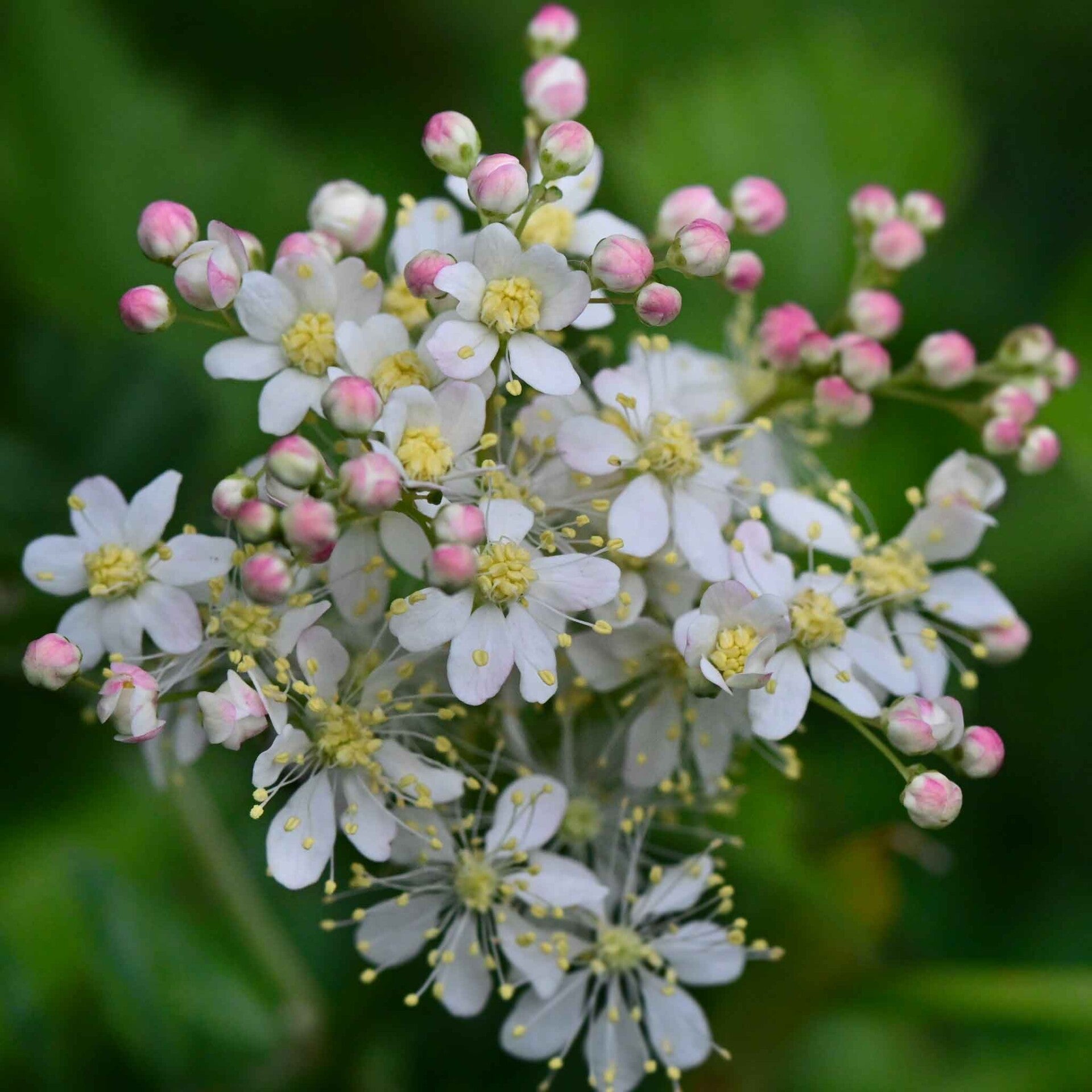 wir flattern auf heimische nachtfalter tagfalter raupen nahrungspflanzen österreich petra urbanek inge biller sabine gasparitz wirflatternauf bugs-team