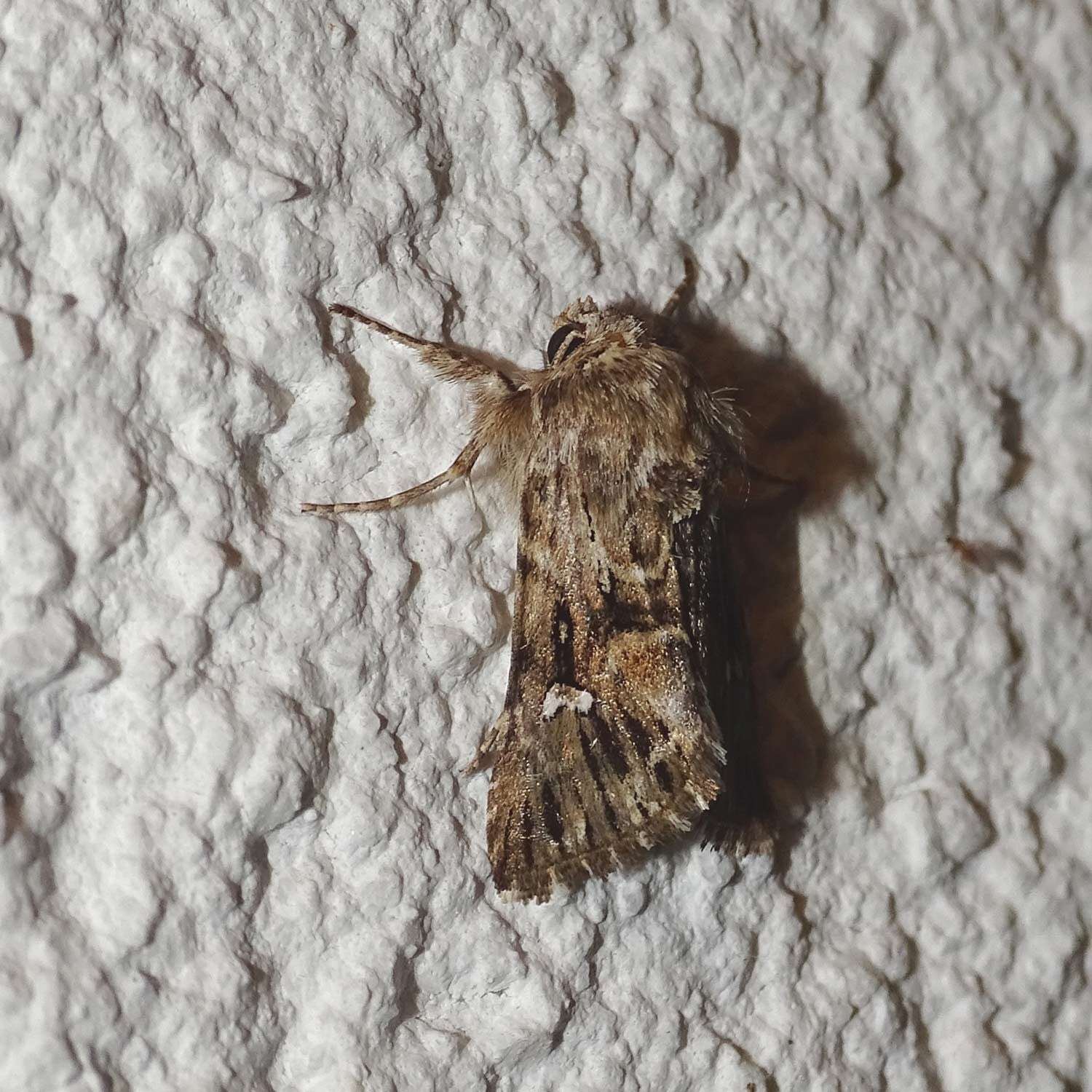 wir flattern auf heimische nachtfalter tagfalter raupen nahrungspflanzen österreich petra urbanek inge biller sabine gasparitz wirflatternauf bugs-team