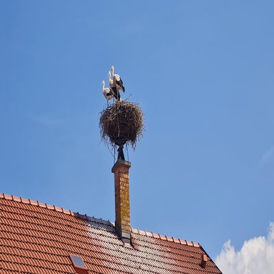 m-rbisch5-standard.jpg