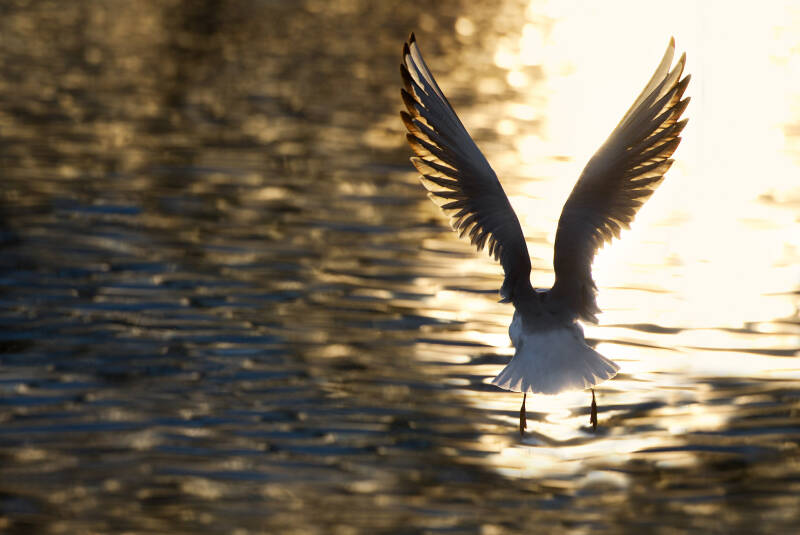 Möwe / Wasserpark
