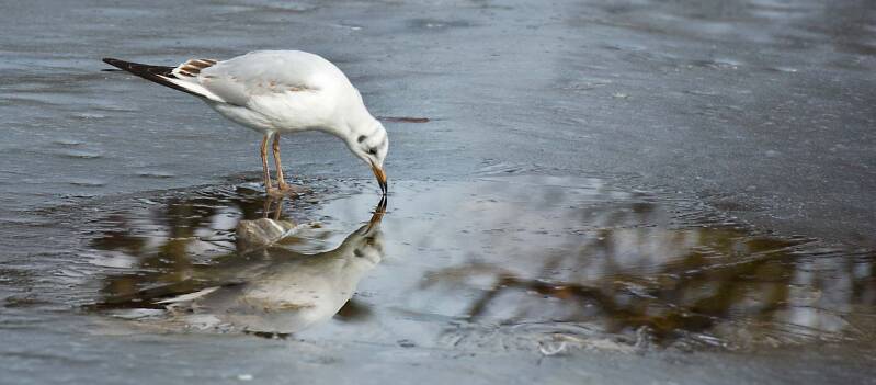 Möwe / Wasserpark