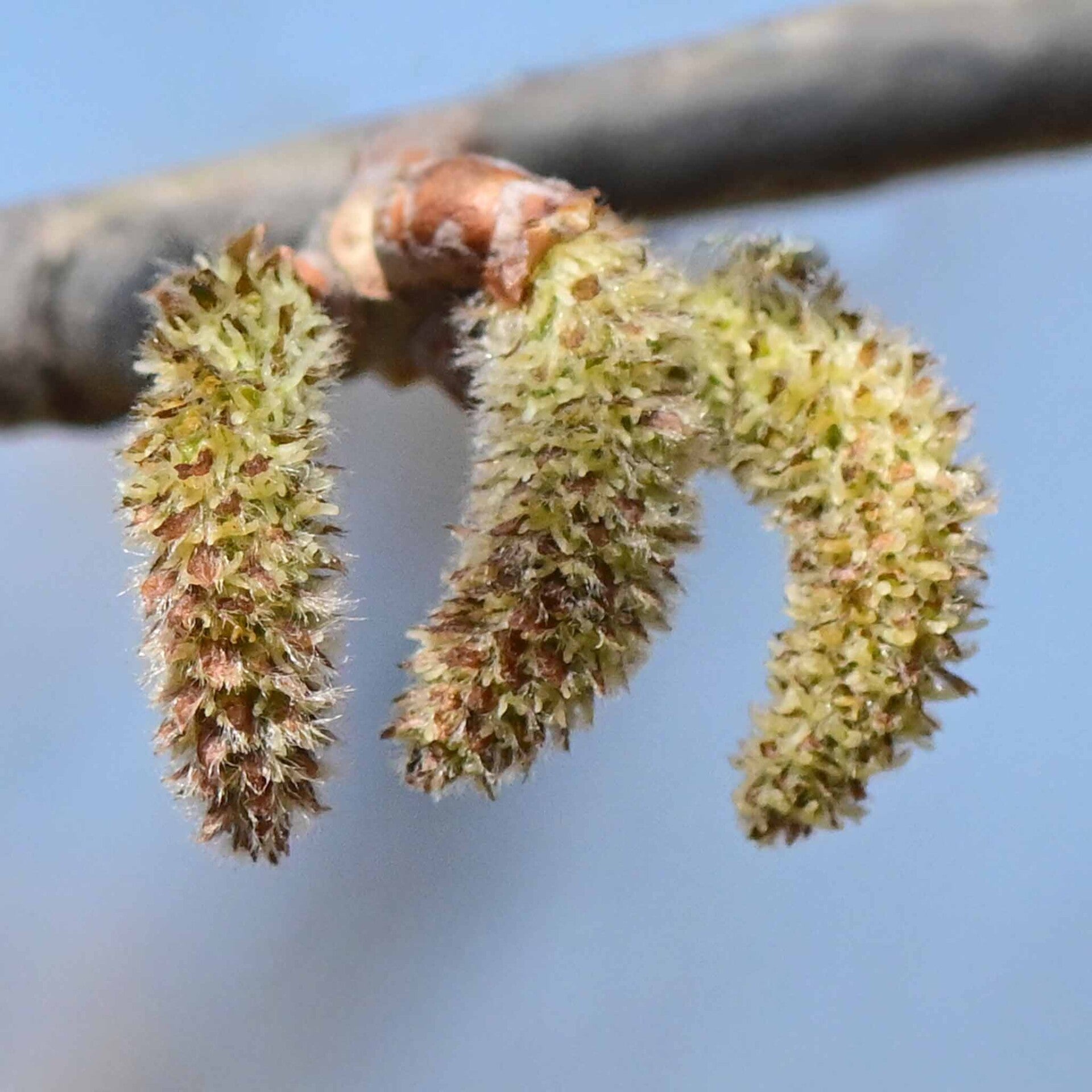 wir flattern auf heimische nachtfalter tagfalter raupen nahrungspflanzen österreich petra urbanek inge biller sabine gasparitz wirflatternauf bugs-team