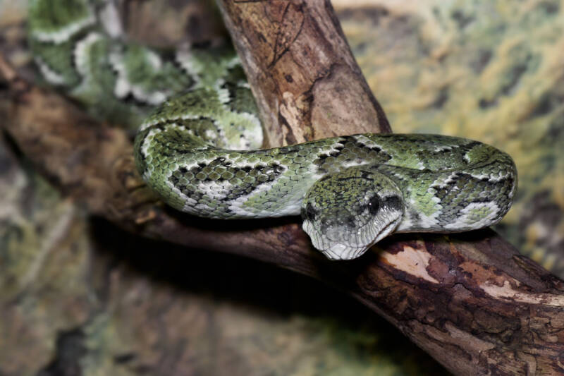 Madagaskar-Hundskopfboa / Reptilienzoo Forchtenstein