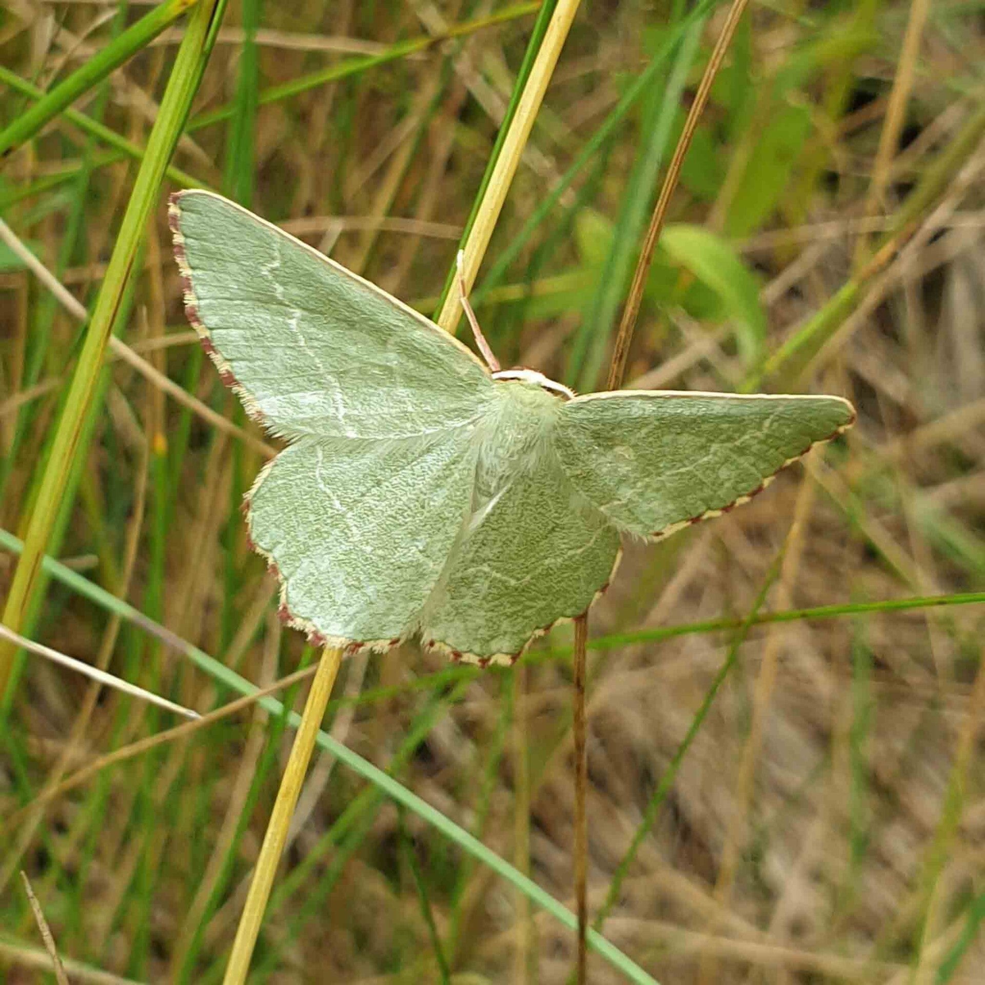 wir flattern auf heimische nachtfalter tagfalter raupen nahrungspflanzen österreich petra urbanek inge biller sabine gasparitz wirflatternauf bugs-team