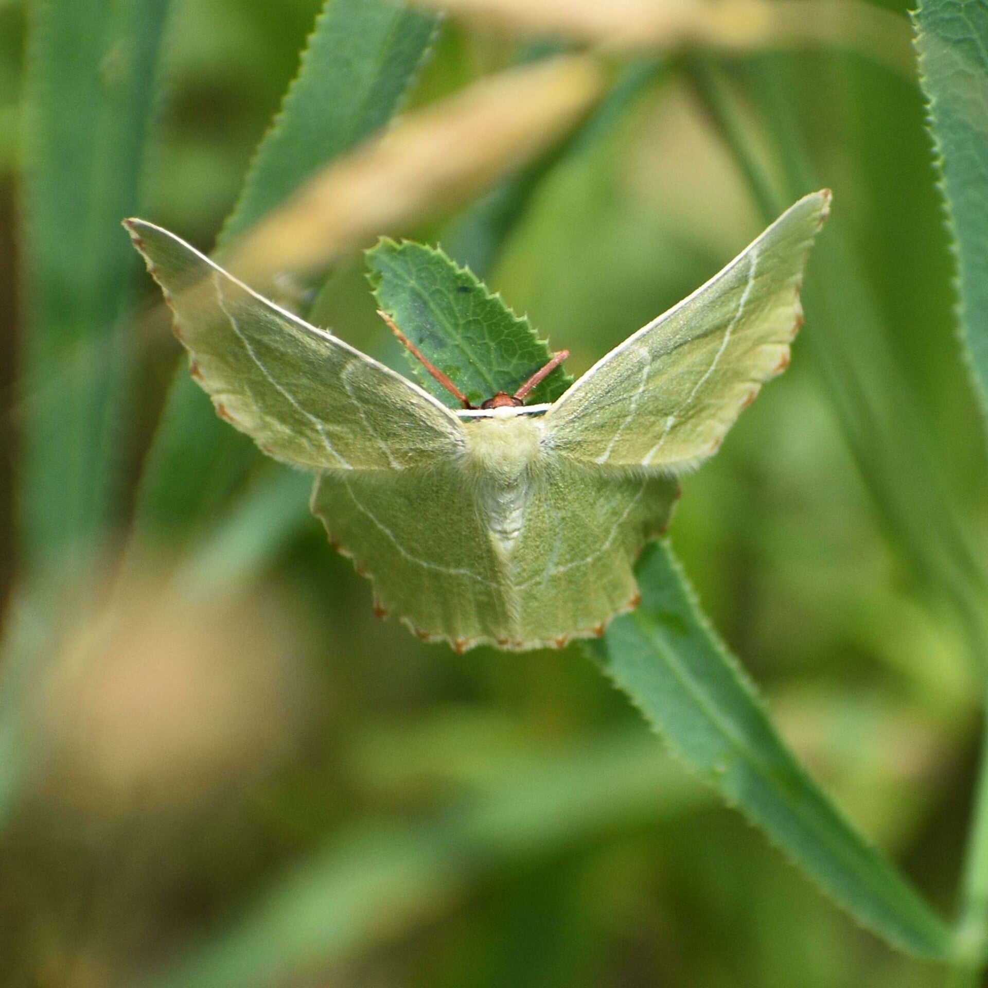 wir flattern auf heimische nachtfalter tagfalter raupen nahrungspflanzen österreich petra urbanek inge biller sabine gasparitz wirflatternauf bugs-team