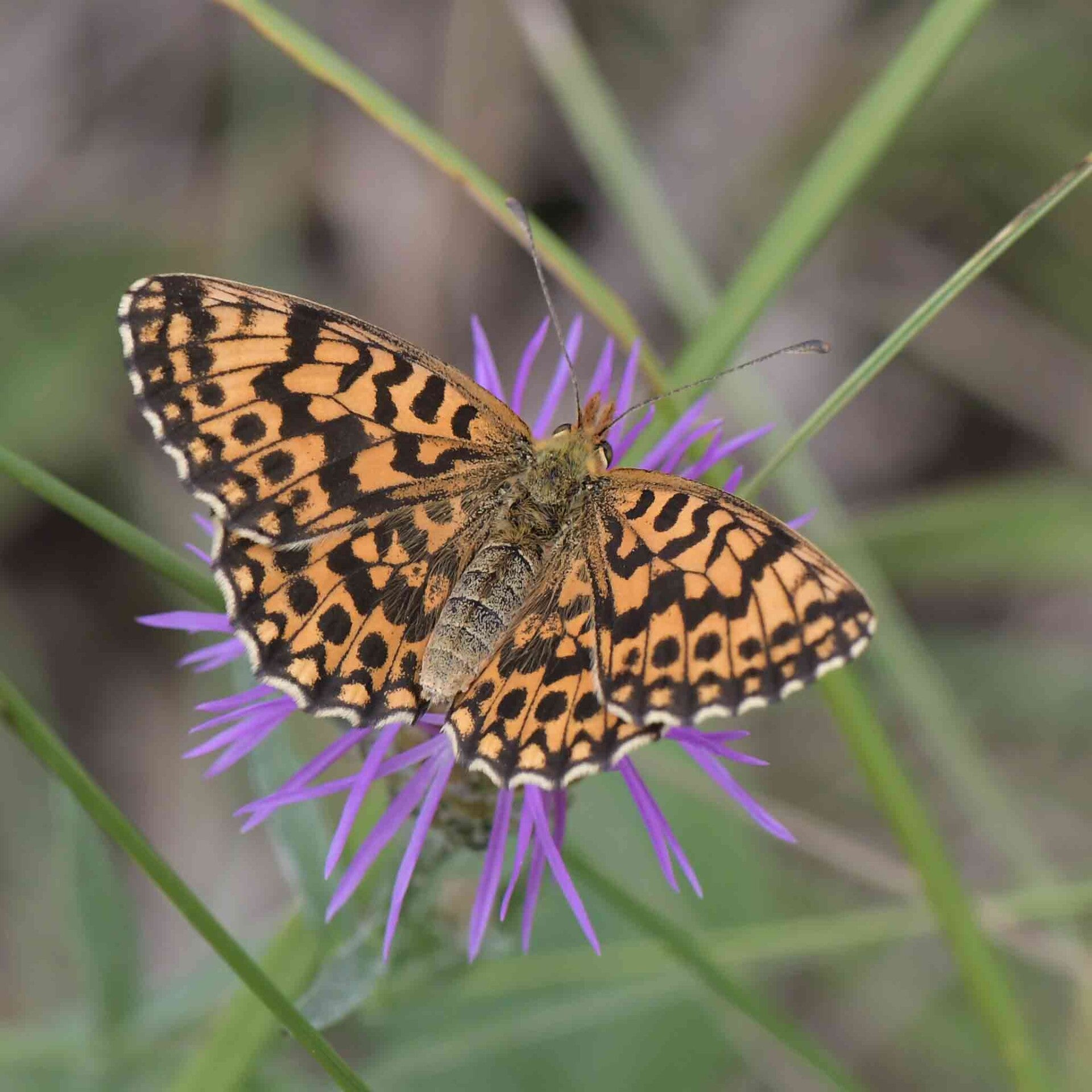 wir flattern auf heimische nachtfalter tagfalter raupen nahrungspflanzen österreich petra urbanek inge biller sabine gasparitz wirflatternauf bugs-team