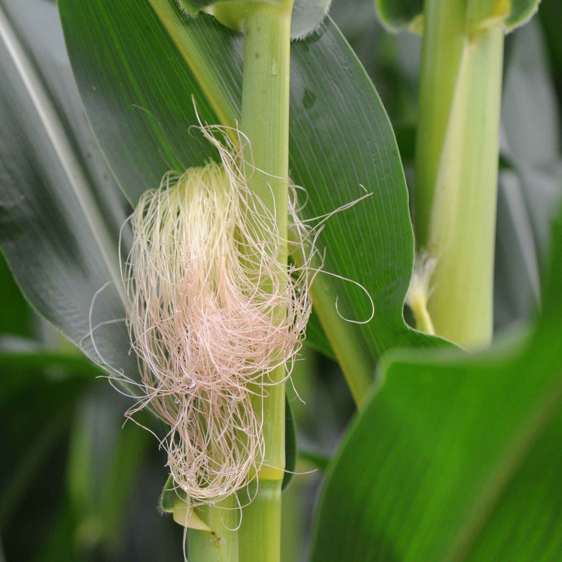 wir flattern auf heimische nachtfalter tagfalter raupen nahrungspflanzen österreich petra urbanek inge biller sabine gasparitz wirflatternauf bugs-team