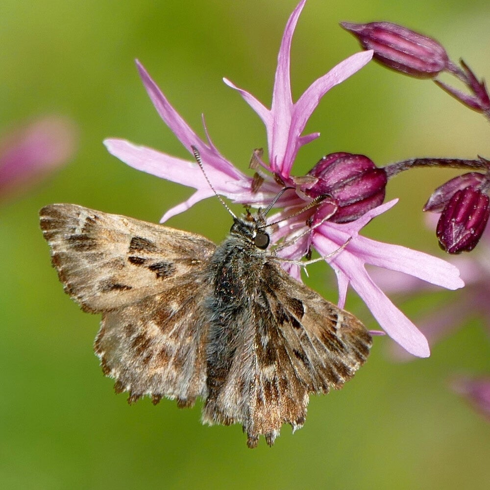 wir flattern auf heimische nachtfalter tagfalter raupen nahrungspflanzen österreich petra urbanek inge biller sabine gasparitz wirflatternauf bugs-team