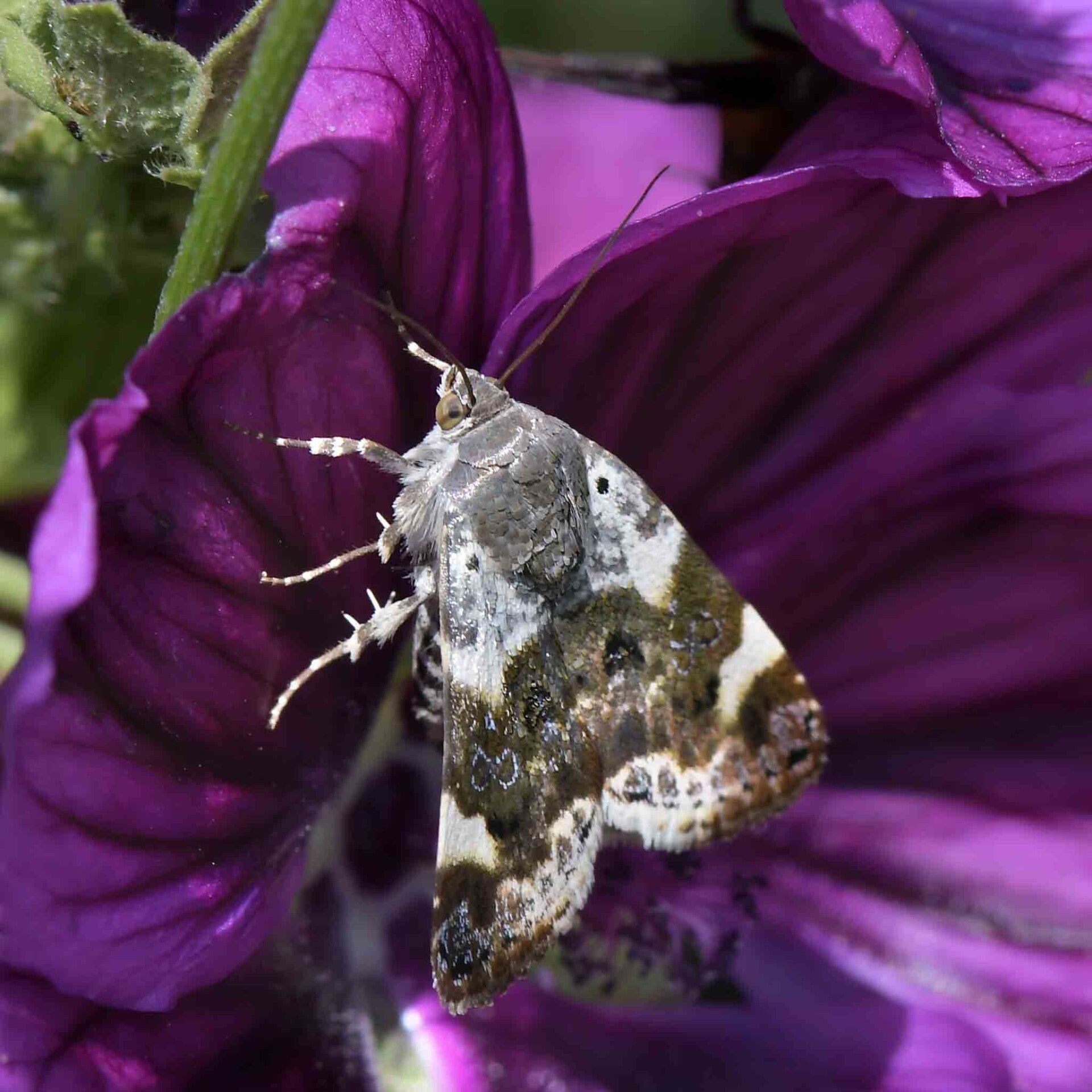 wir flattern auf heimische nachtfalter tagfalter raupen nahrungspflanzen österreich petra urbanek inge biller sabine gasparitz wirflatternauf bugs-team