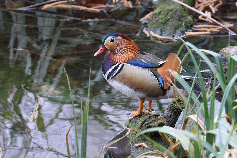 Mandarinente / Lainzer Teich