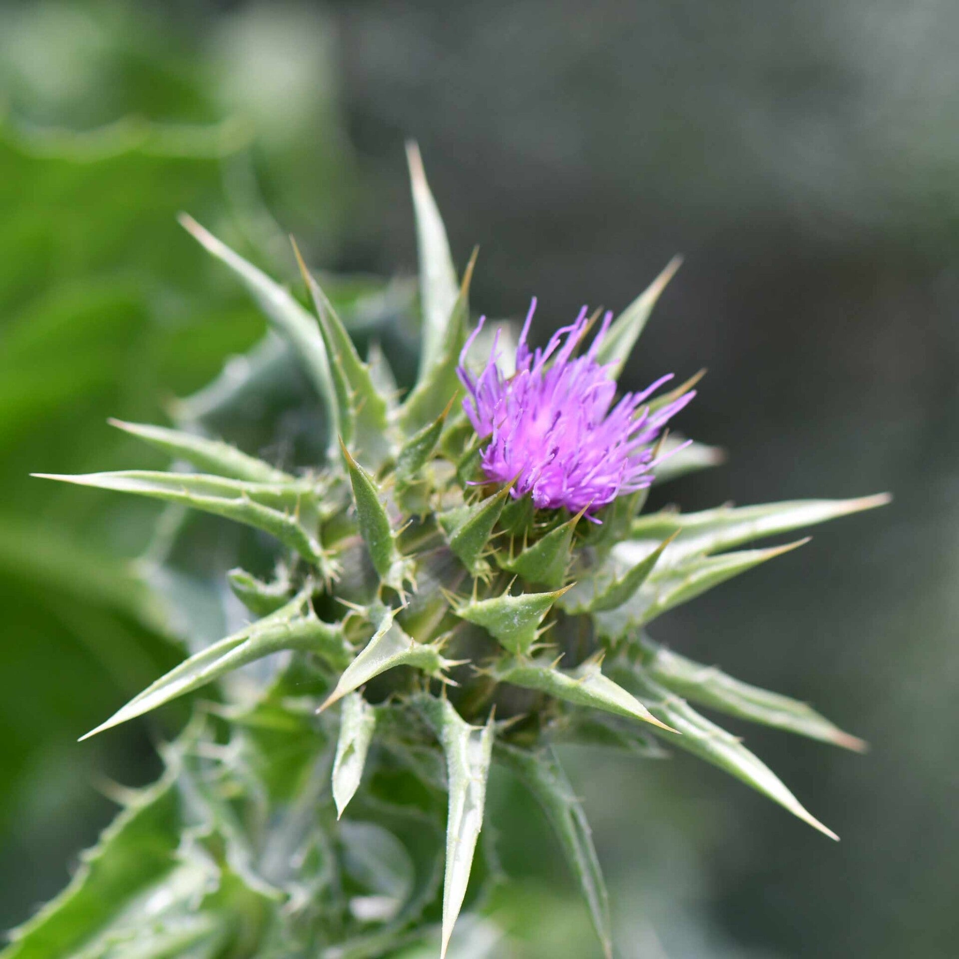 wir flattern auf heimische nachtfalter tagfalter raupen nahrungspflanzen österreich petra urbanek inge biller sabine gasparitz wirflatternauf bugs-team