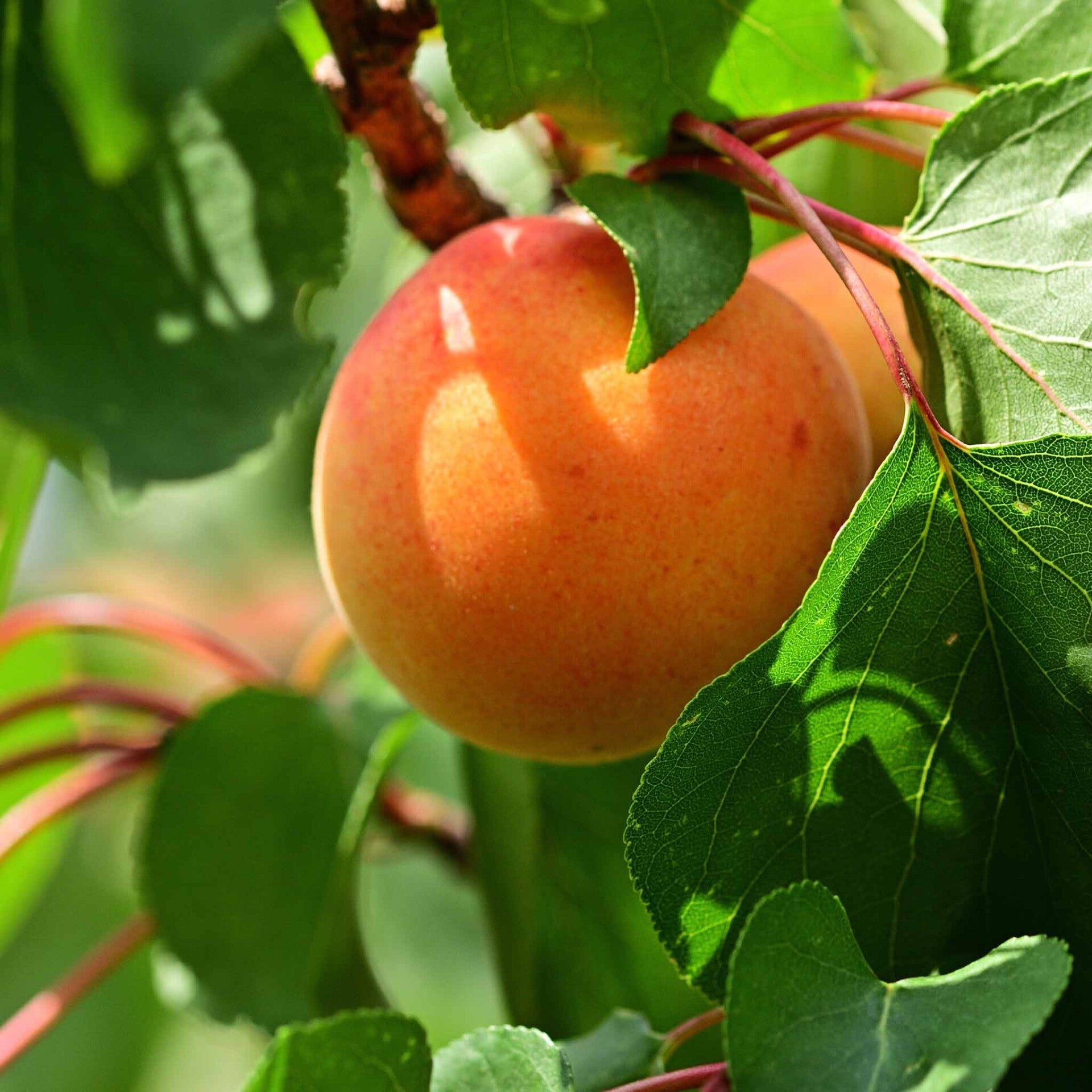 wir flattern auf heimische nachtfalter tagfalter raupen nahrungspflanzen österreich petra urbanek inge biller sabine gasparitz wirflatternauf bugs-team