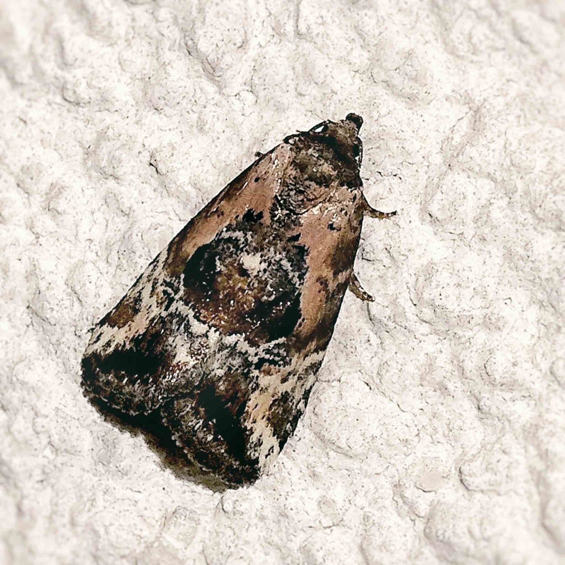 wir flattern auf heimische nachtfalter tagfalter raupen nahrungspflanzen österreich petra urbanek inge biller sabine gasparitz wirflatternauf bugs-team