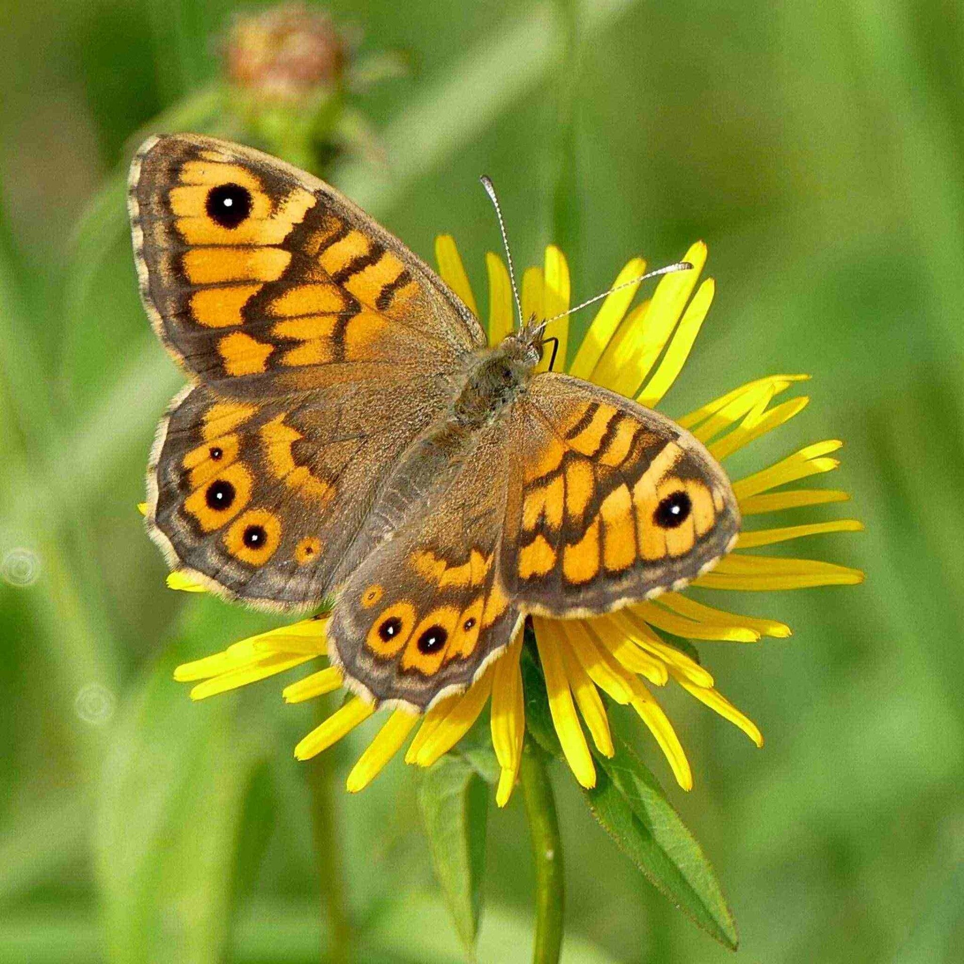 wir flattern auf heimische nachtfalter tagfalter raupen nahrungspflanzen österreich petra urbanek inge biller sabine gasparitz wirflatternauf bugs-team