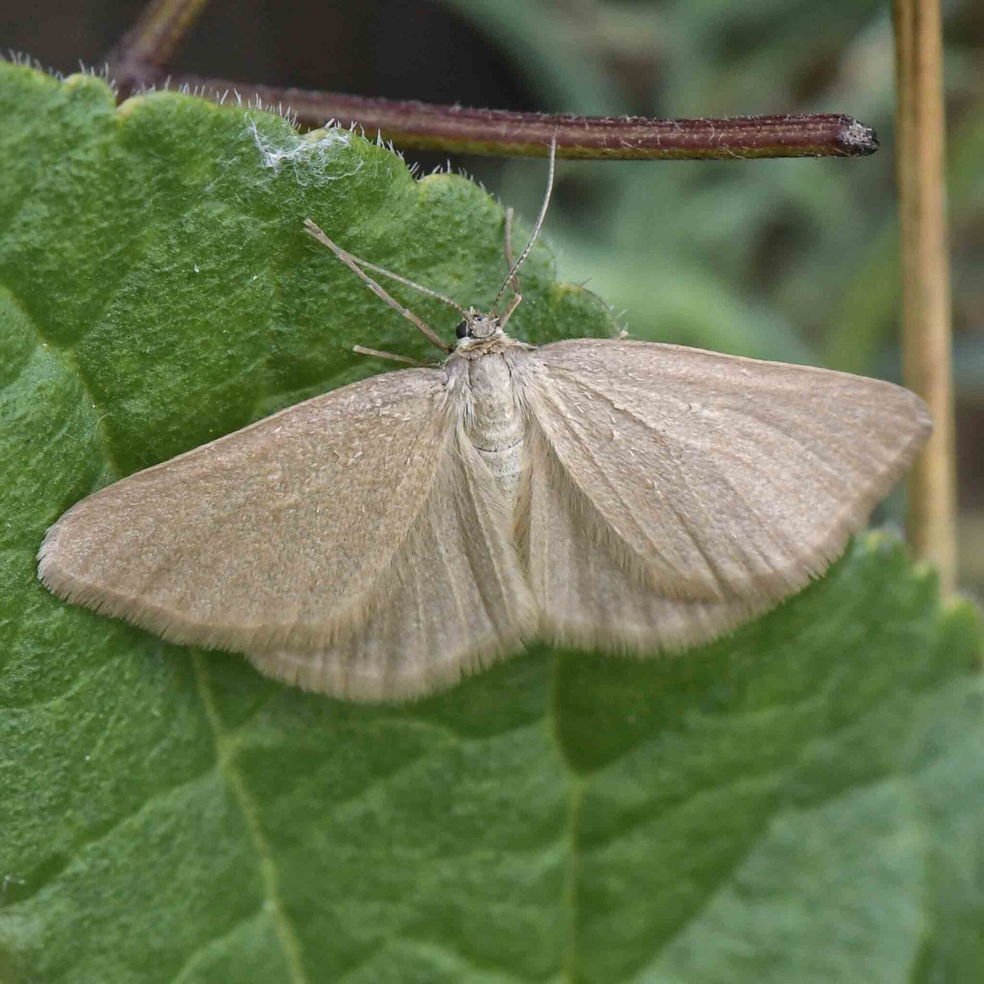 wir flattern auf heimische nachtfalter tagfalter raupen nahrungspflanzen österreich petra urbanek inge biller sabine gasparitz wirflatternauf bugs-team