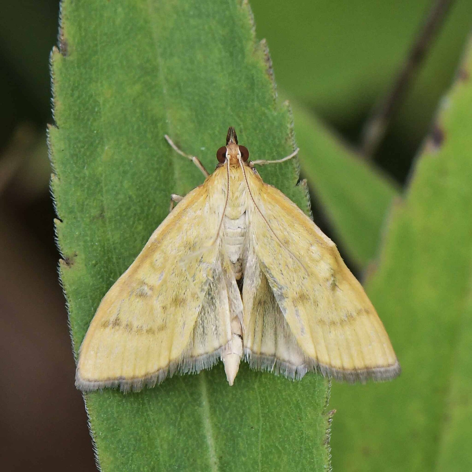 wir flattern auf heimische nachtfalter tagfalter raupen nahrungspflanzen österreich petra urbanek inge biller sabine gasparitz wirflatternauf bugs-team