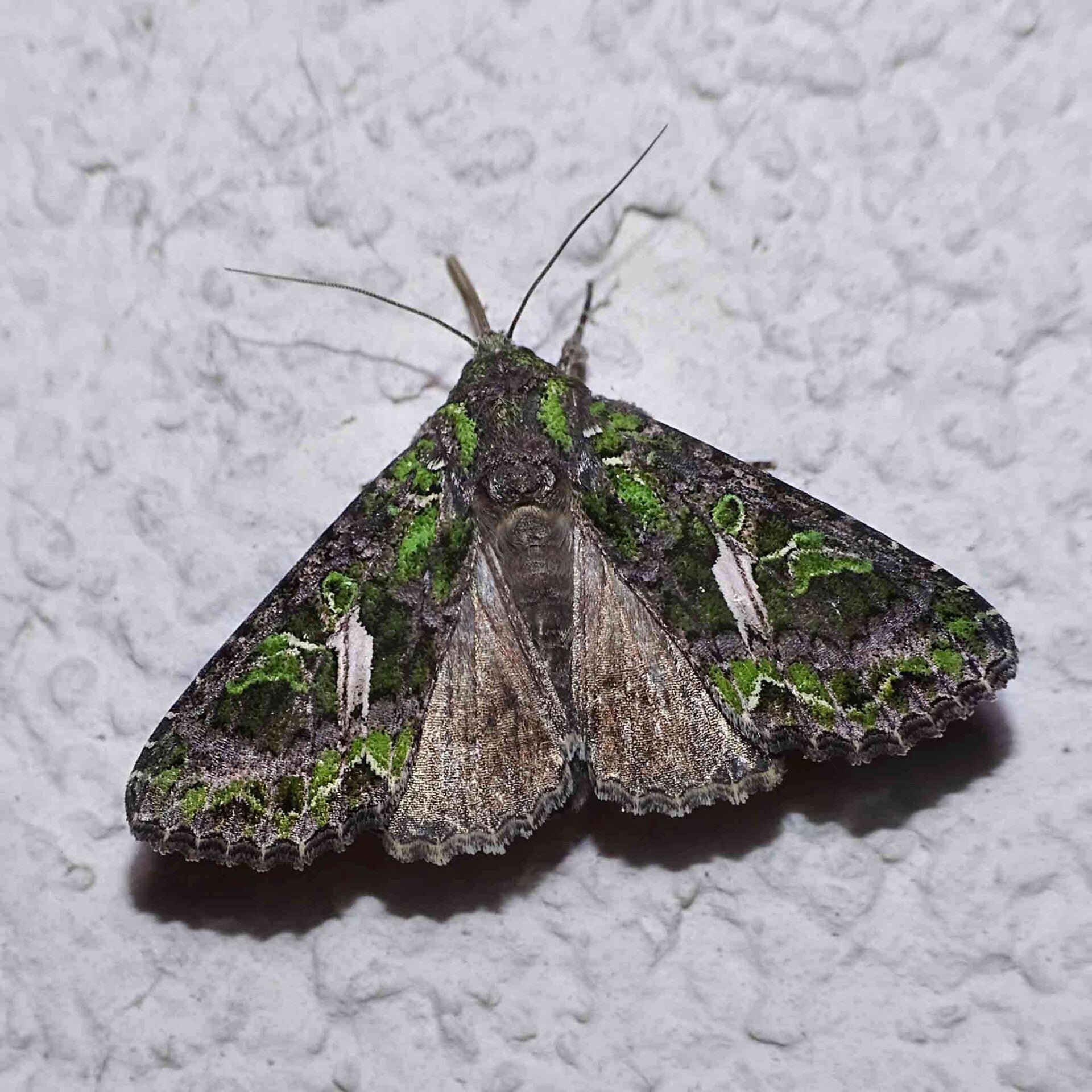 wir flattern auf heimische nachtfalter tagfalter raupen nahrungspflanzen österreich petra urbanek inge biller sabine gasparitz wirflatternauf bugs-team