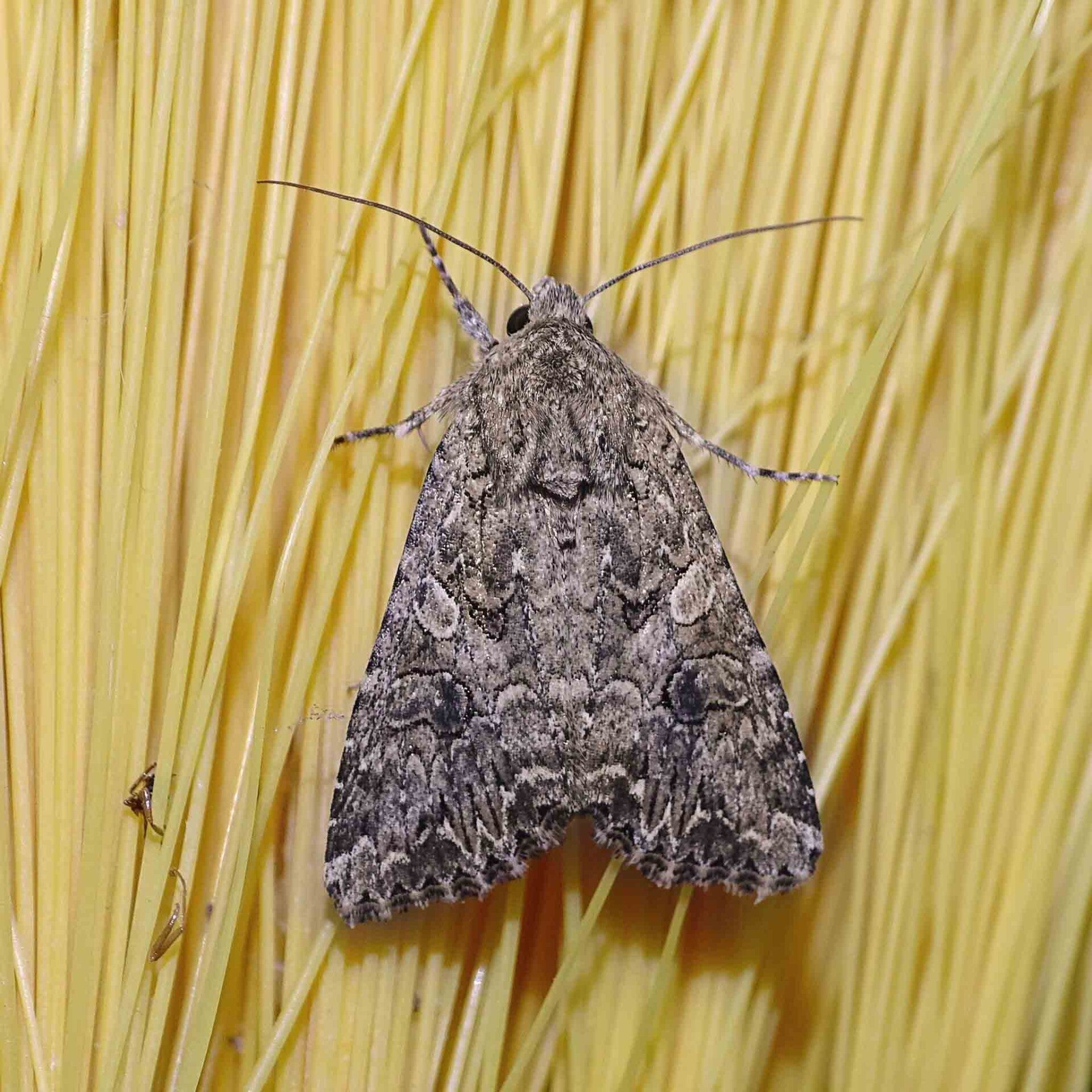 wir flattern auf heimische nachtfalter tagfalter raupen nahrungspflanzen österreich petra urbanek inge biller sabine gasparitz wirflatternauf bugs-team