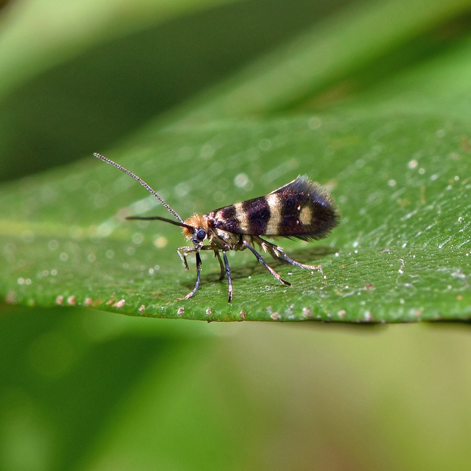 wir flattern auf heimische nachtfalter tagfalter raupen nahrungspflanzen österreich petra urbanek inge biller sabine gasparitz wirflatternauf bugs-team