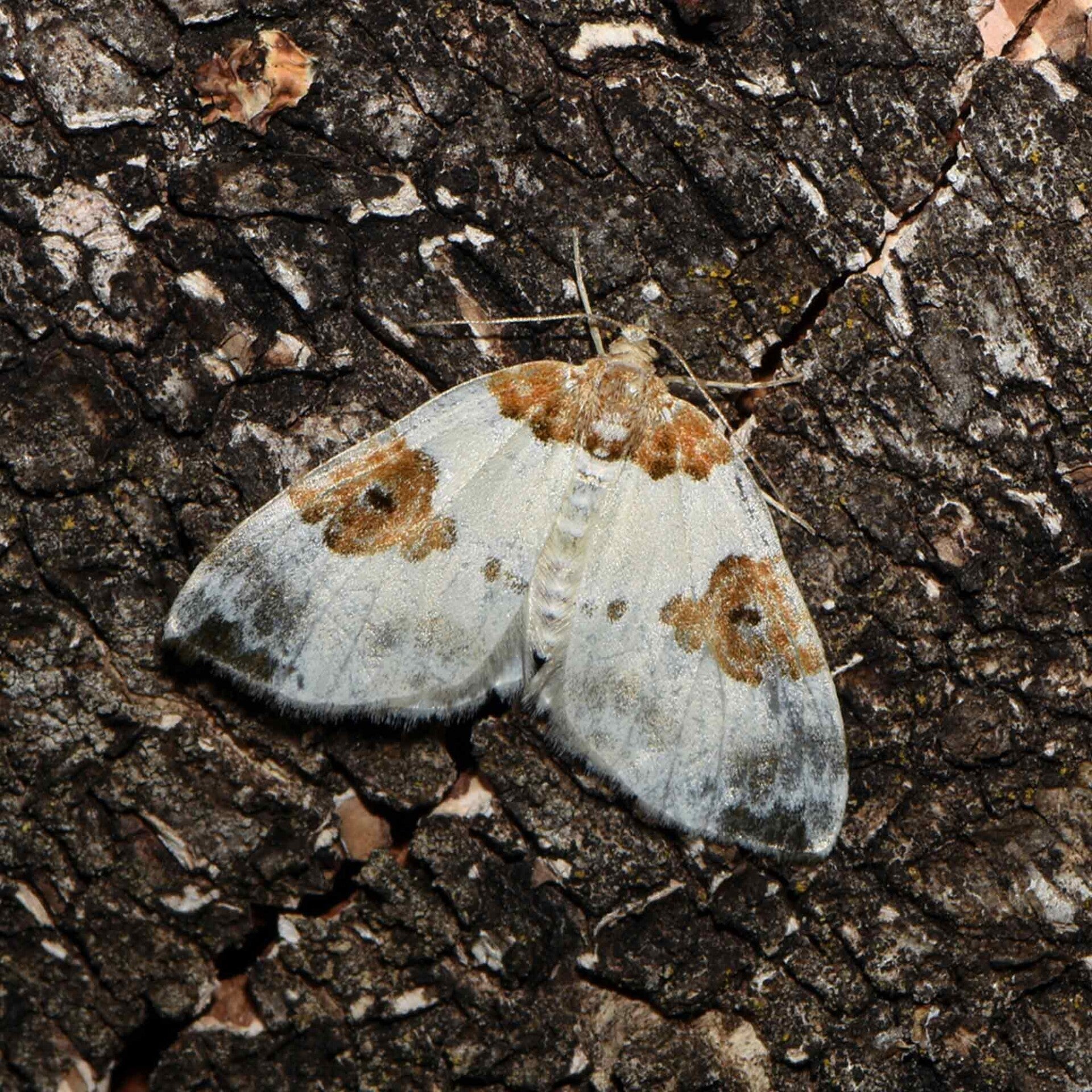 wir flattern auf heimische nachtfalter tagfalter raupen nahrungspflanzen österreich petra urbanek inge biller sabine gasparitz wirflatternauf bugs-team