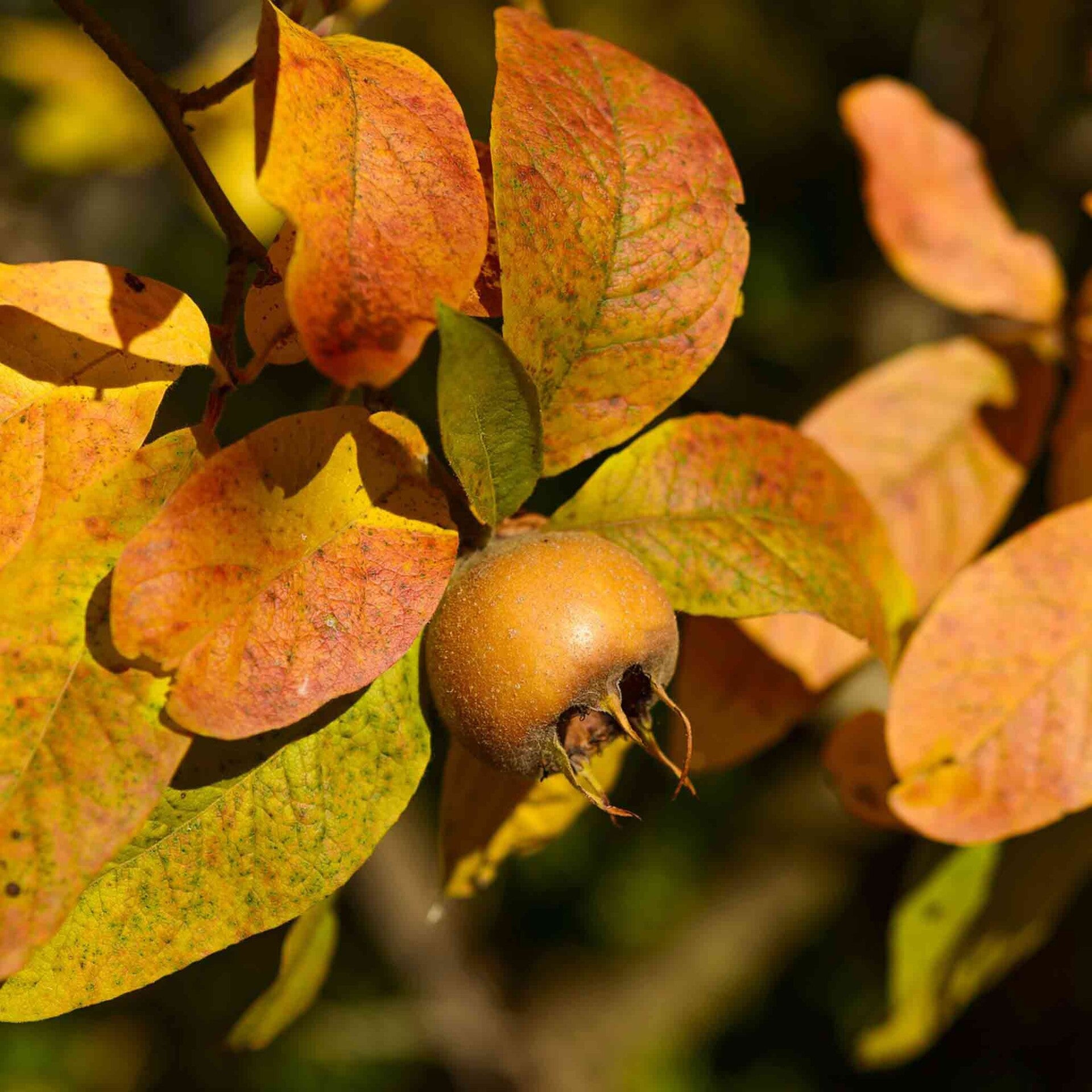 wir flattern auf heimische nachtfalter tagfalter raupen nahrungspflanzen österreich petra urbanek inge biller sabine gasparitz wirflatternauf bugs-team
