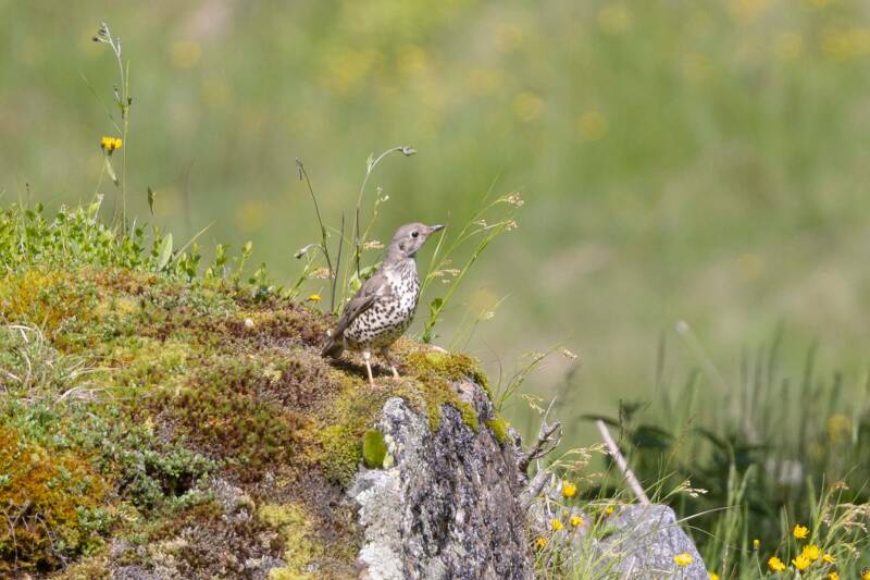 misteldrossel_schwarzensee-standard.jpg