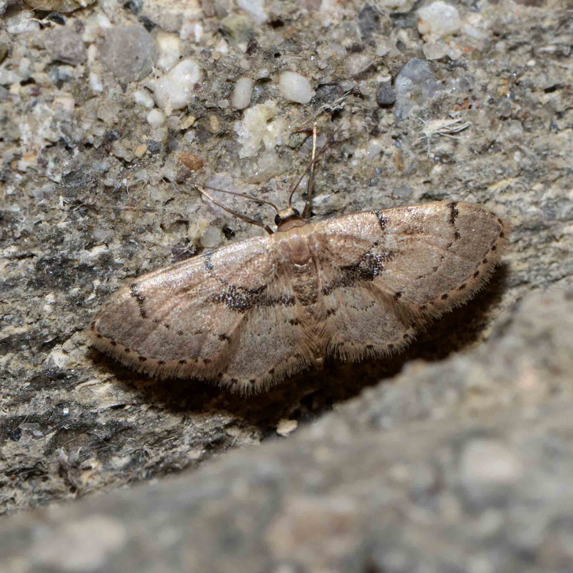 wir flattern auf heimische nachtfalter tagfalter raupen nahrungspflanzen österreich petra urbanek inge biller sabine gasparitz wirflatternauf bugs-team