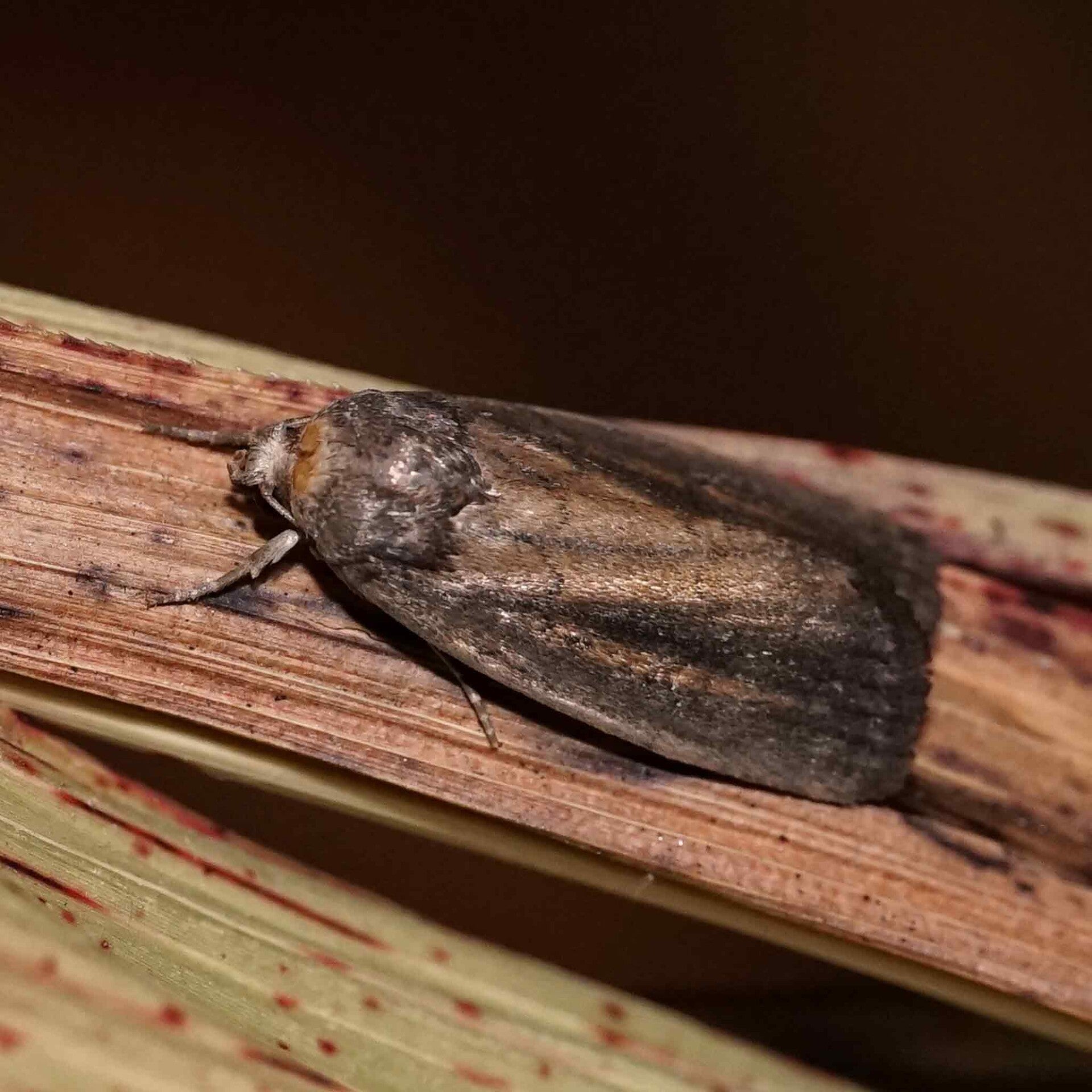 wir flattern auf heimische nachtfalter tagfalter raupen nahrungspflanzen österreich petra urbanek inge biller sabine gasparitz wirflatternauf bugs-team