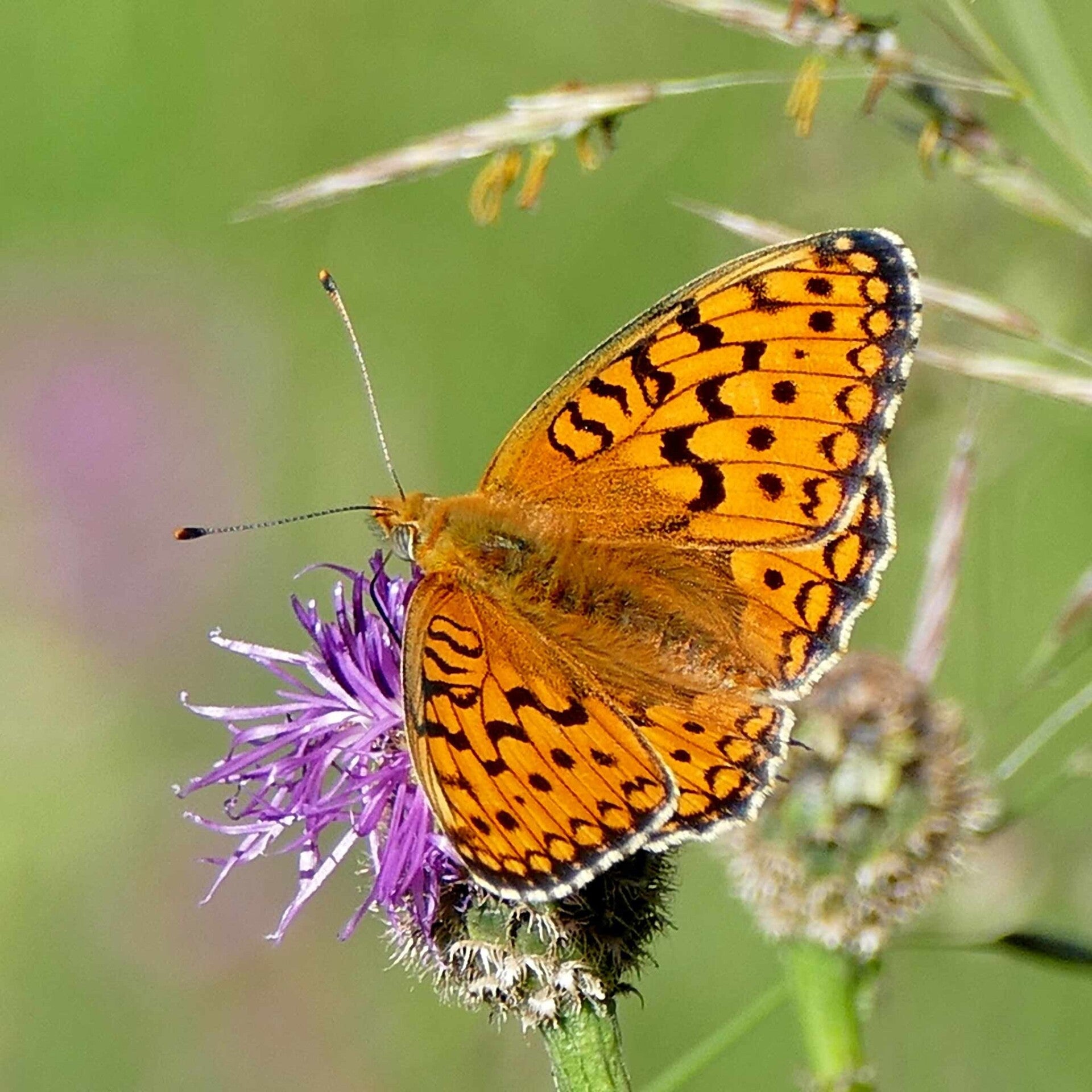 wir flattern auf heimische nachtfalter tagfalter raupen nahrungspflanzen österreich petra urbanek inge biller sabine gasparitz wirflatternauf bugs-team
