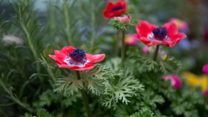 mohnblume2-standard.jpg