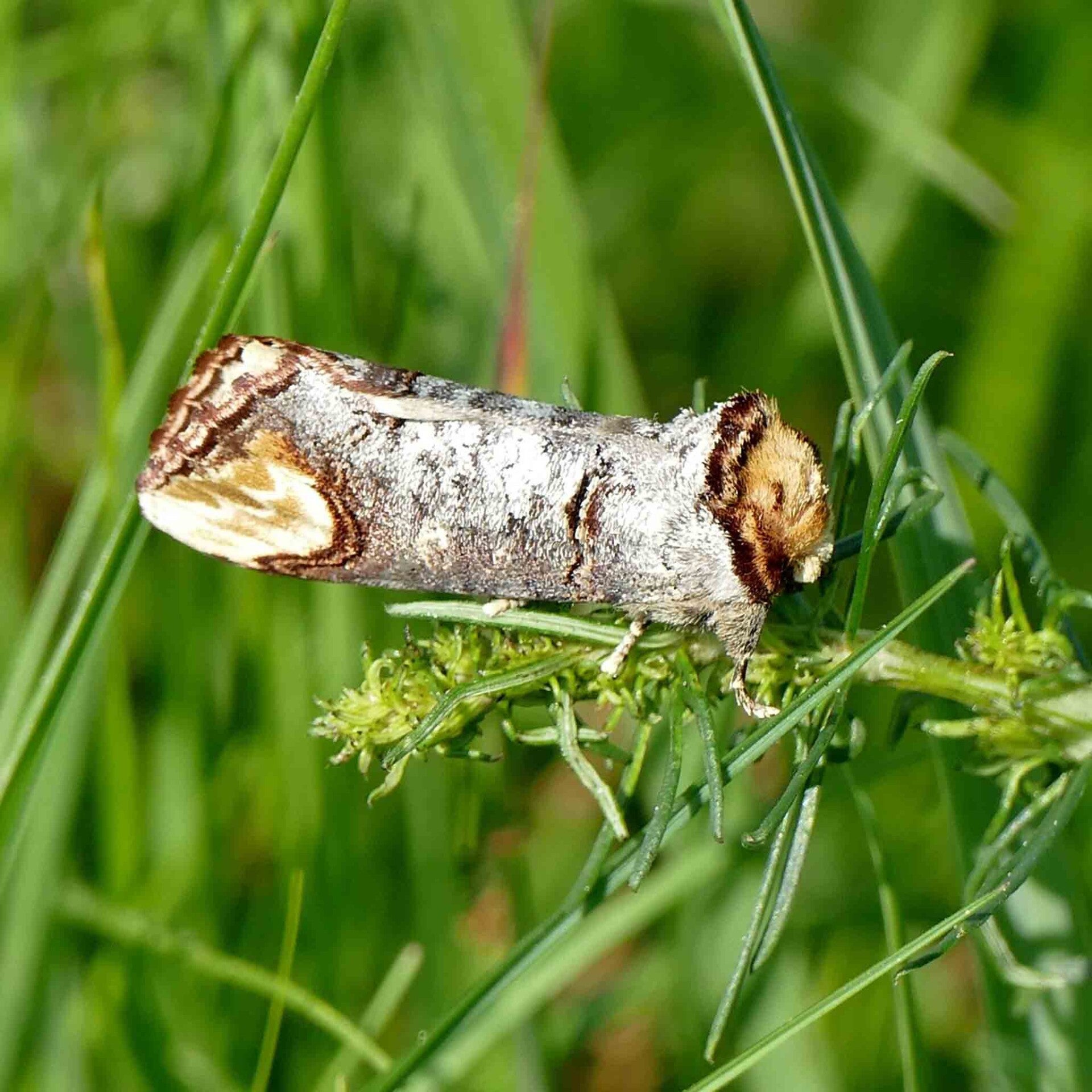 Mondvogel Phalera bucephala wir flattern auf heimische nachtfalter tagfalter raupen nahrungspflanzen österreich petra urbanek inge biller sabine gasparitz wirflatternauf bugs-team