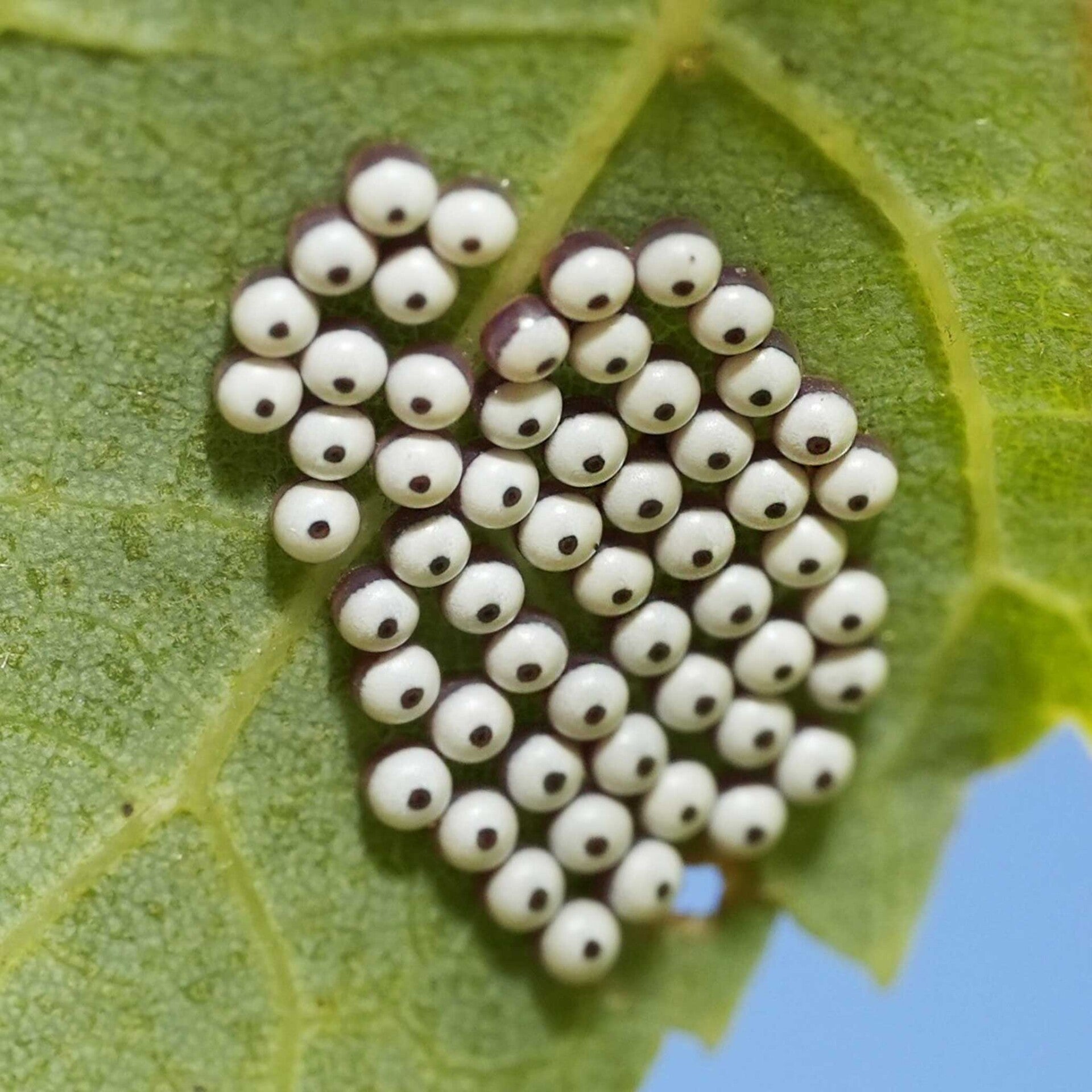 wir flattern auf heimische nachtfalter tagfalter raupen nahrungspflanzen österreich petra urbanek inge biller sabine gasparitz wirflatternauf bugs-team