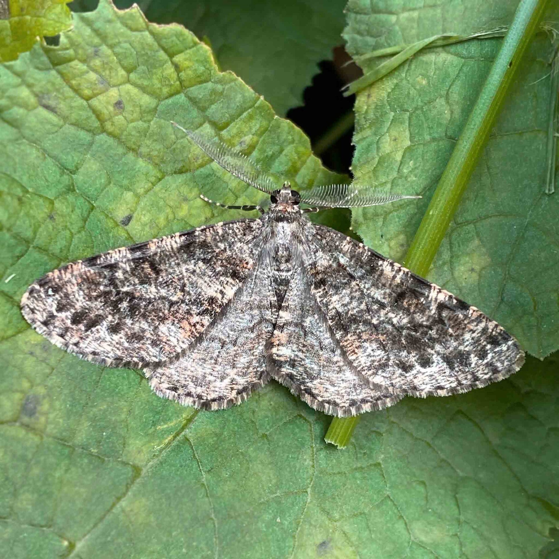 wir flattern auf heimische nachtfalter tagfalter raupen nahrungspflanzen österreich petra urbanek inge biller sabine gasparitz wirflatternauf bugs-team