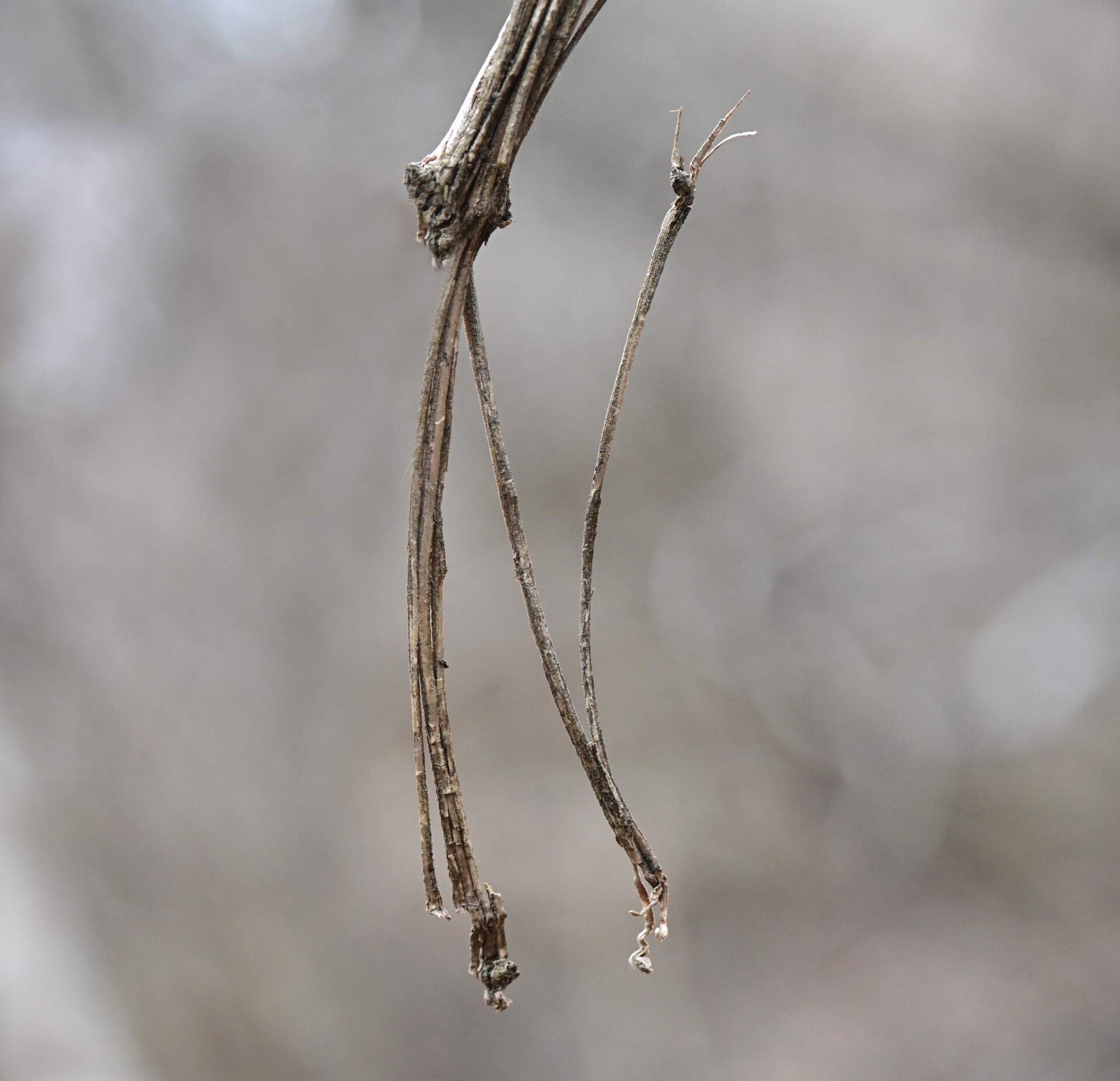 wir flattern auf heimische nachtfalter tagfalter raupen nahrungspflanzen österreich petra urbanek inge biller sabine gasparitz wirflatternauf bugs-team
