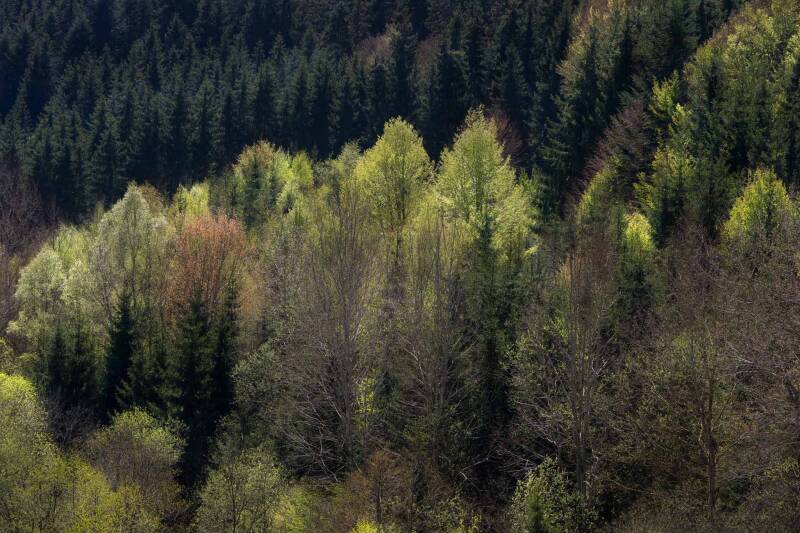 Nadelbäume / Altenfelden