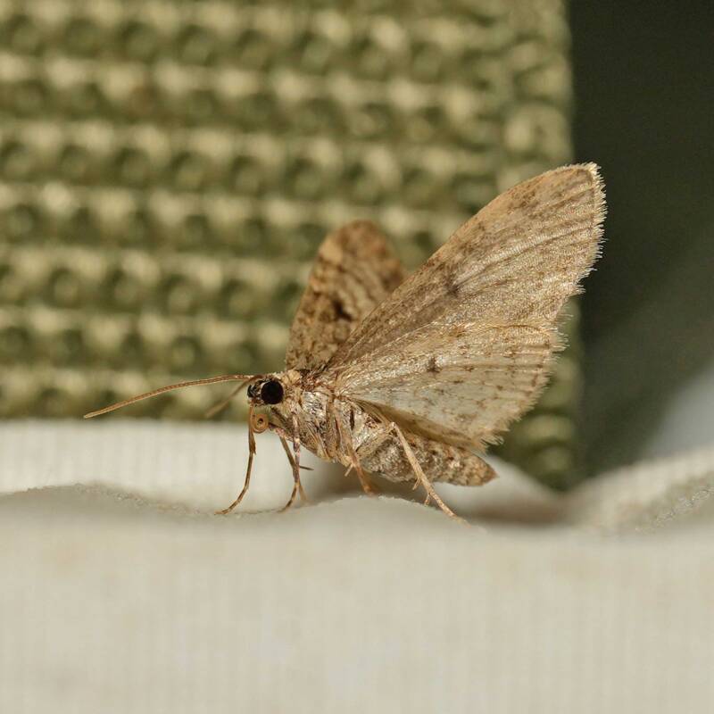 wir flattern auf heimische nachtfalter tagfalter raupen nahrungspflanzen österreich petra urbanek inge biller sabine gasparitz wirflatternauf bugs-team