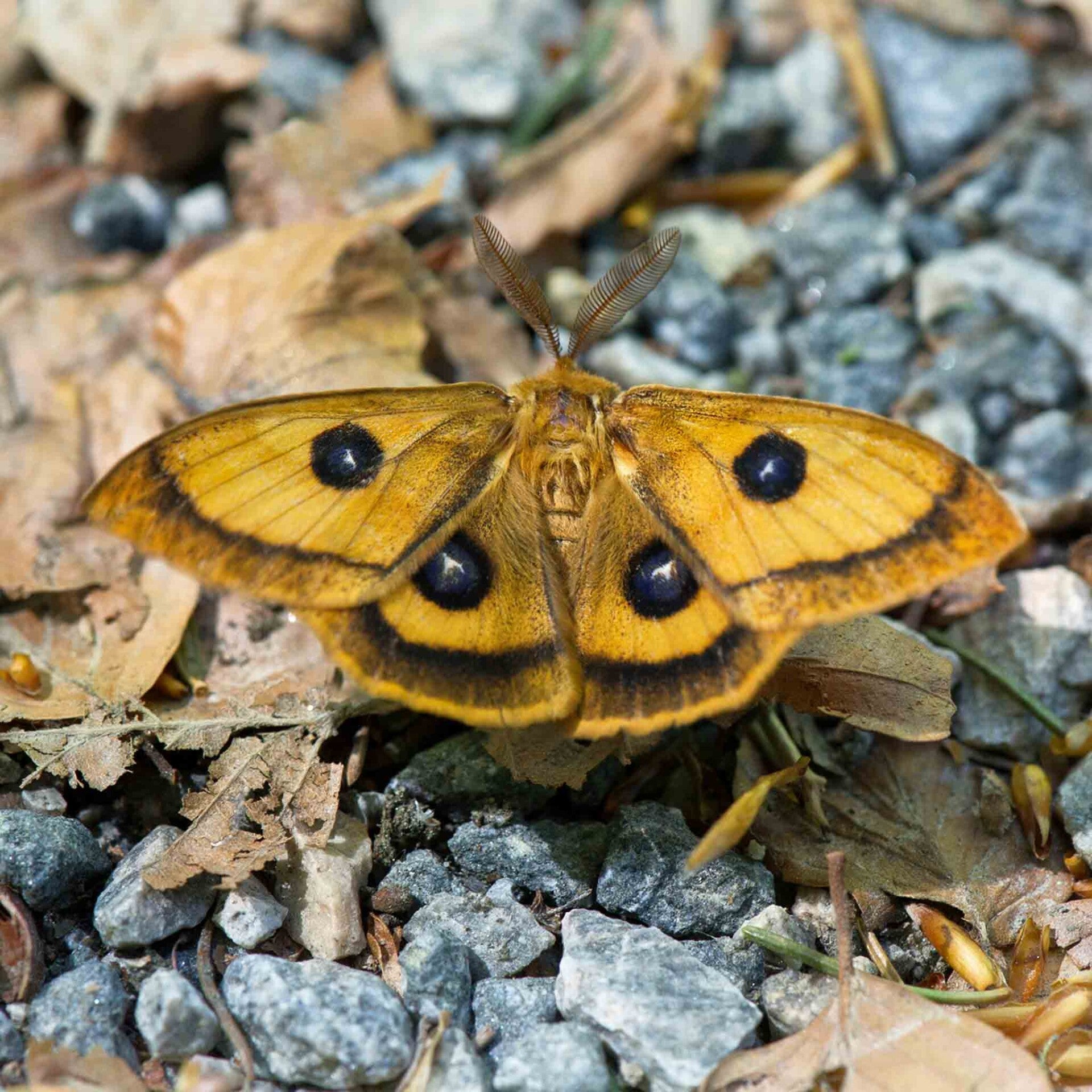 wir flattern auf heimische nachtfalter tagfalter raupen nahrungspflanzen österreich petra urbanek inge biller sabine gasparitz wirflatternauf bugs-team