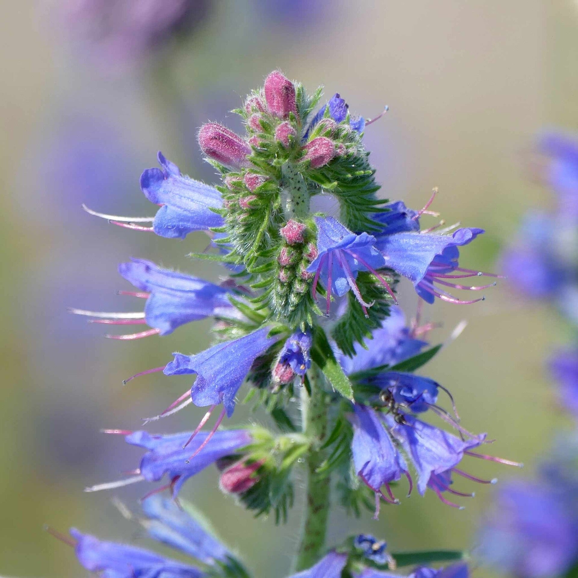 wir flattern auf heimische nachtfalter tagfalter raupen nahrungspflanzen österreich petra urbanek inge biller sabine gasparitz wirflatternauf bugs-team