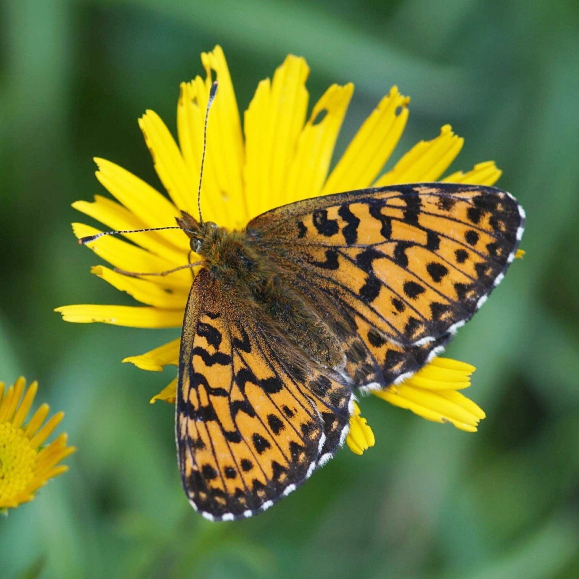 wir flattern auf heimische nachtfalter tagfalter raupen nahrungspflanzen österreich petra urbanek inge biller sabine gasparitz wirflatternauf bugs-team