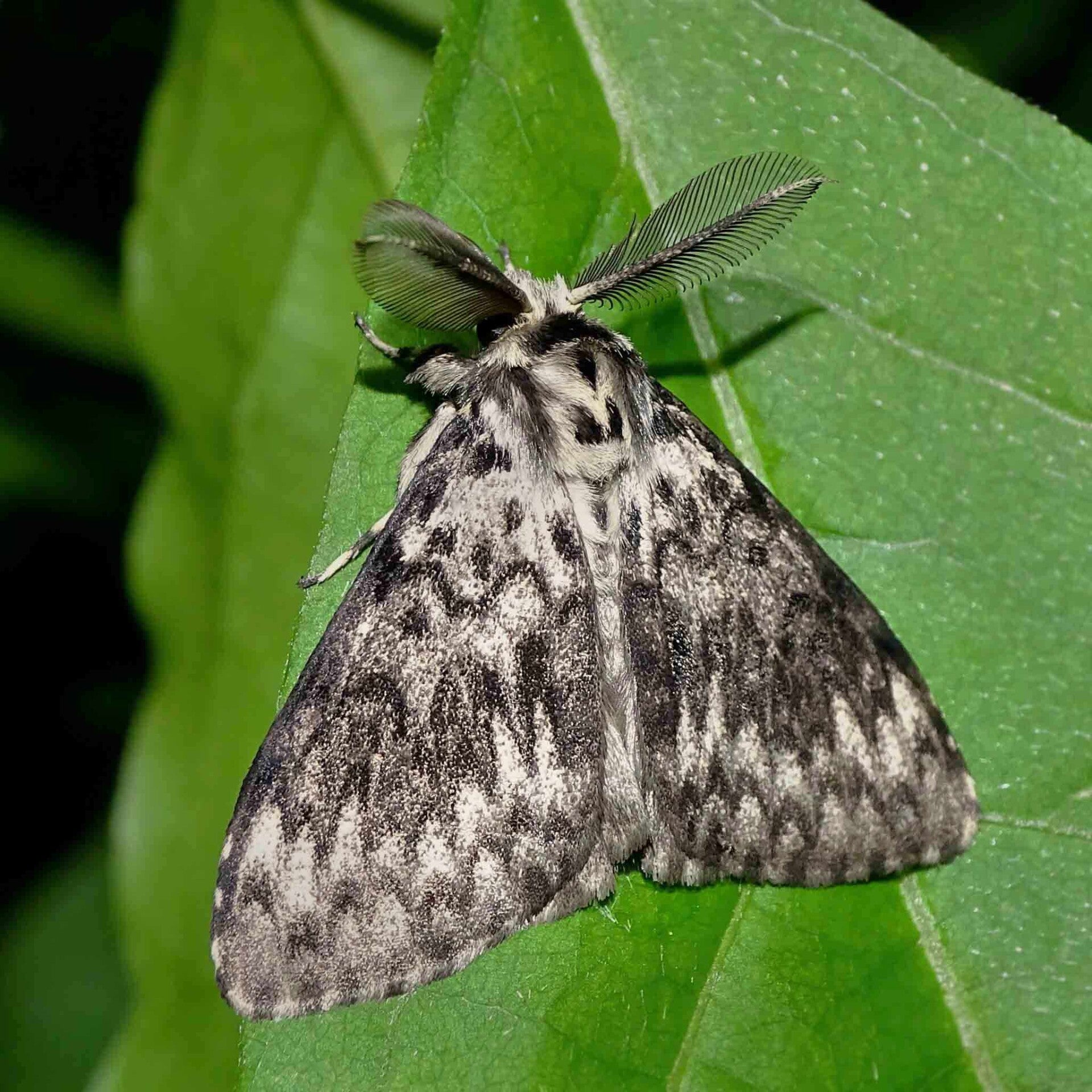 wir flattern auf heimische nachtfalter tagfalter raupen nahrungspflanzen österreich petra urbanek inge biller sabine gasparitz wirflatternauf bugs-team