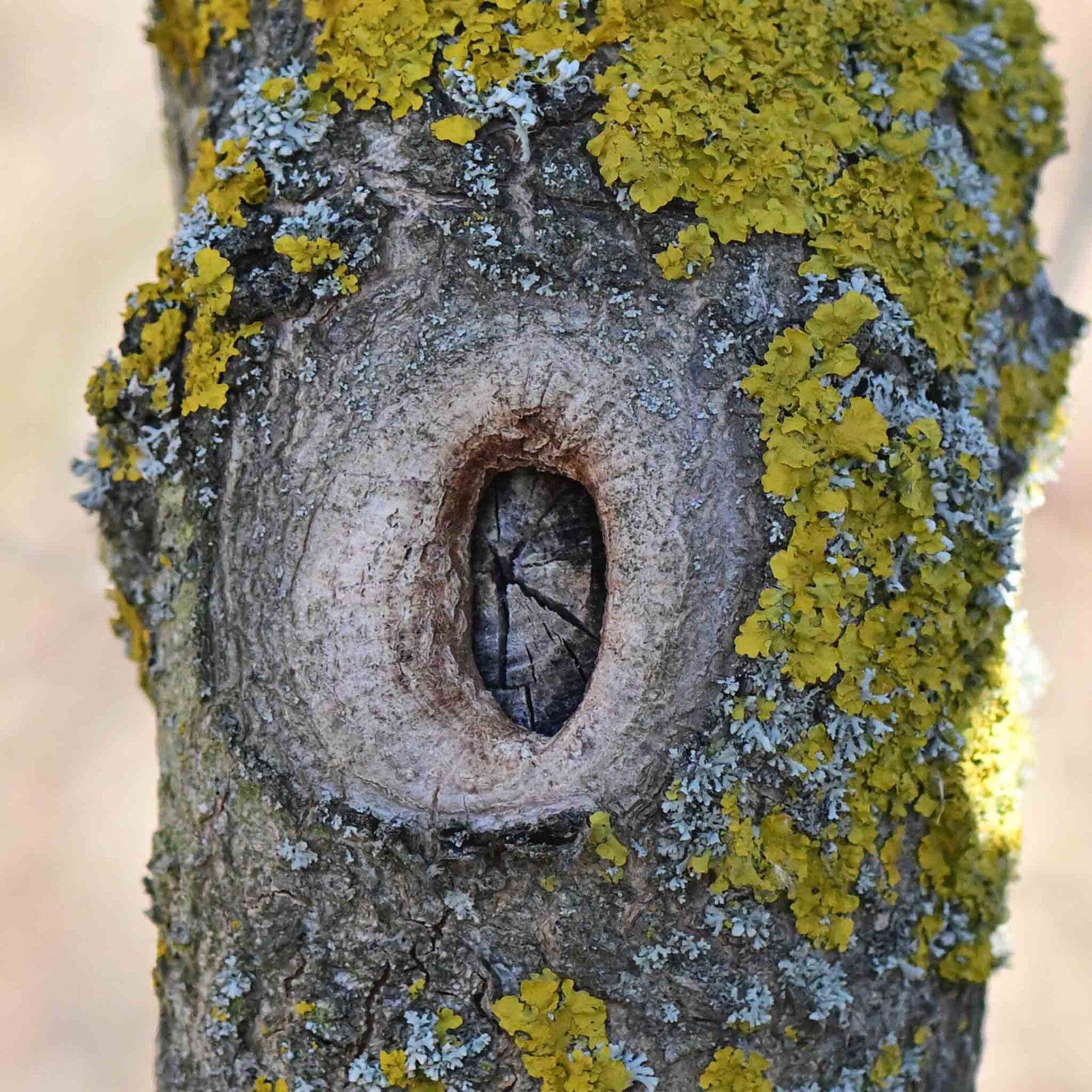 wir flattern auf heimische nachtfalter tagfalter raupen nahrungspflanzen österreich petra urbanek inge biller sabine gasparitz wirflatternauf bugs-team