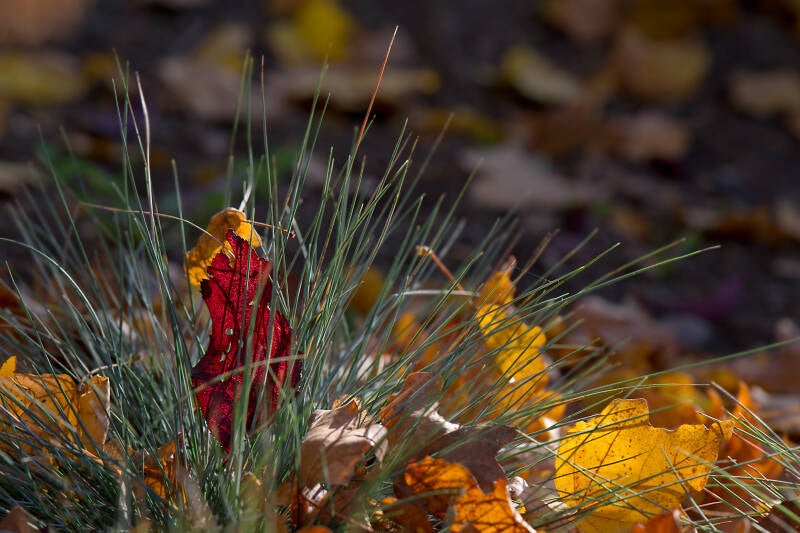 Herbstblätter / Park