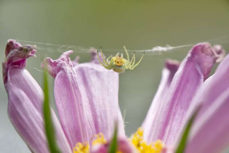 Spinne / Oberlaa